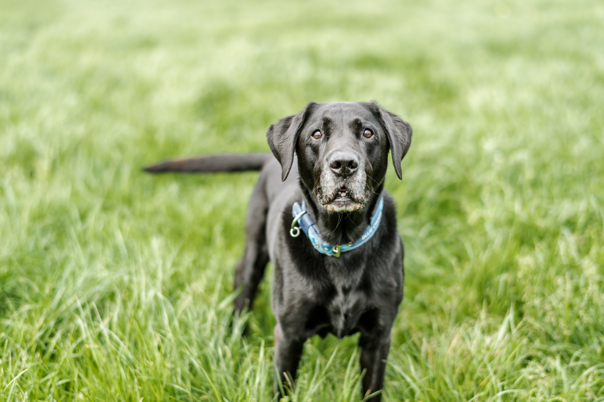 Jake in long grass in a field next to his home