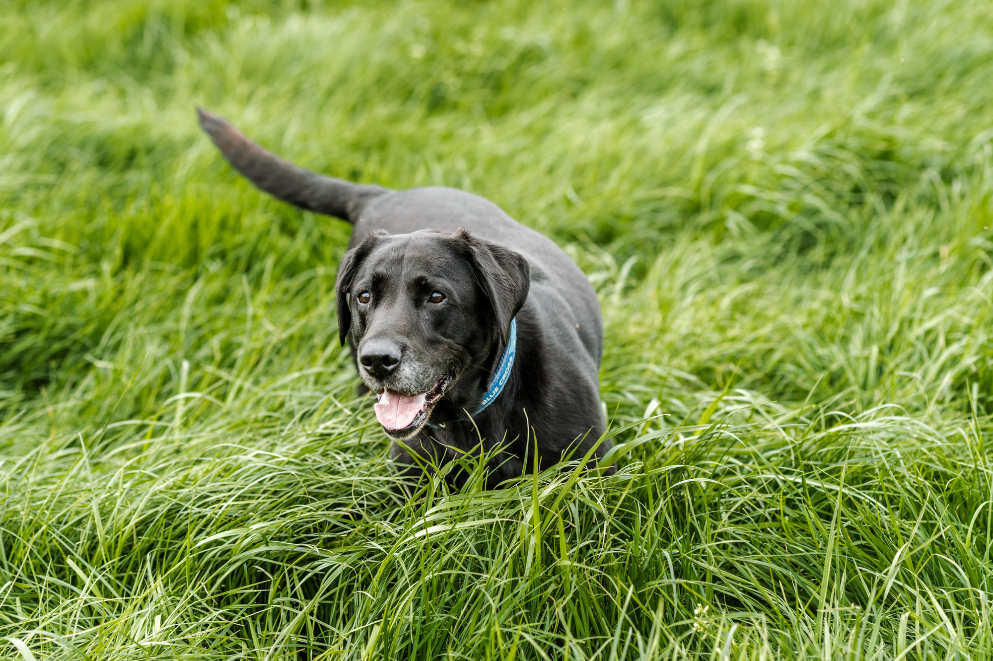 Jake in the long grass in field next to home