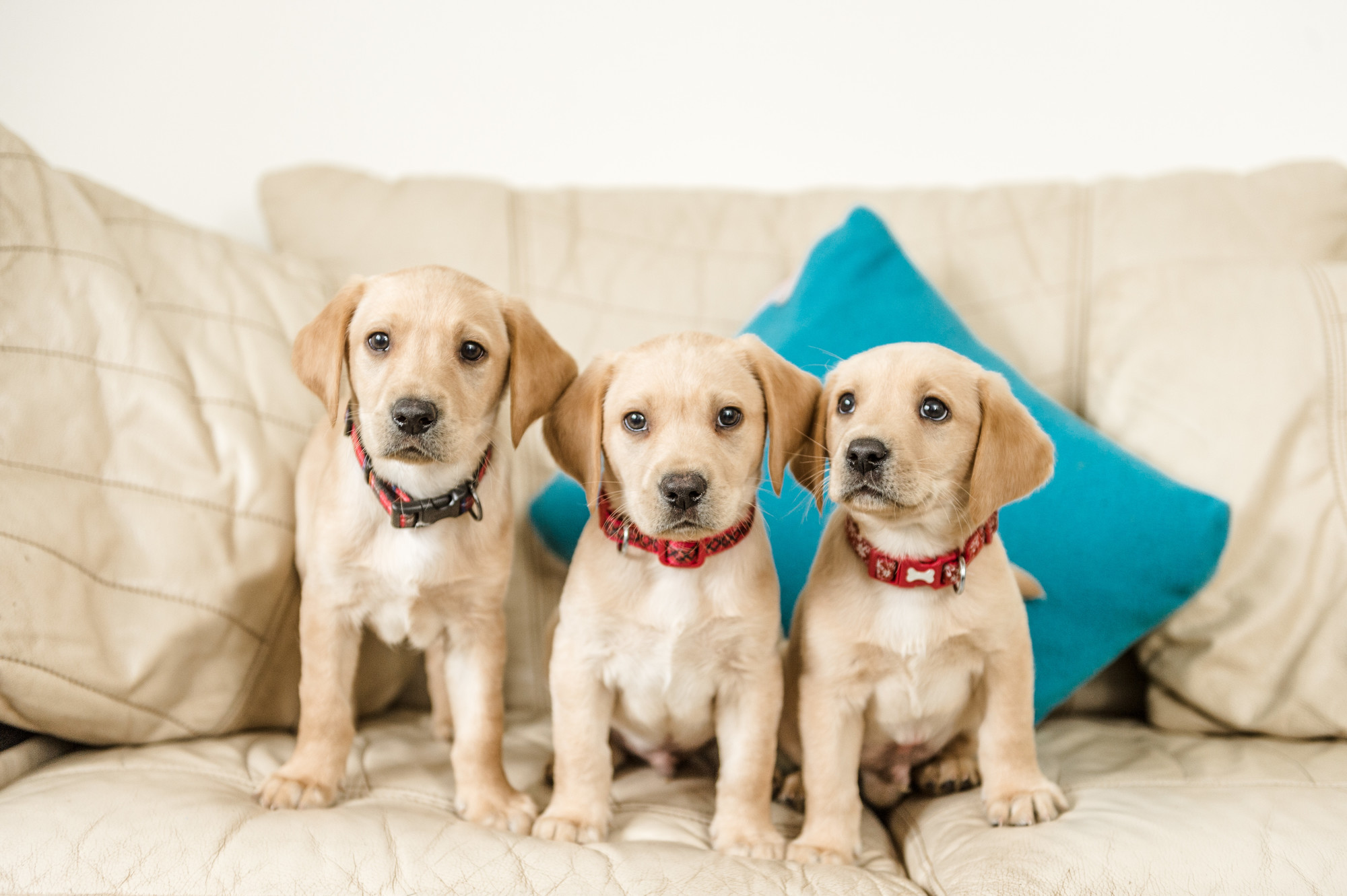 Podrick, Gendry and Samwell sitting on a sofa