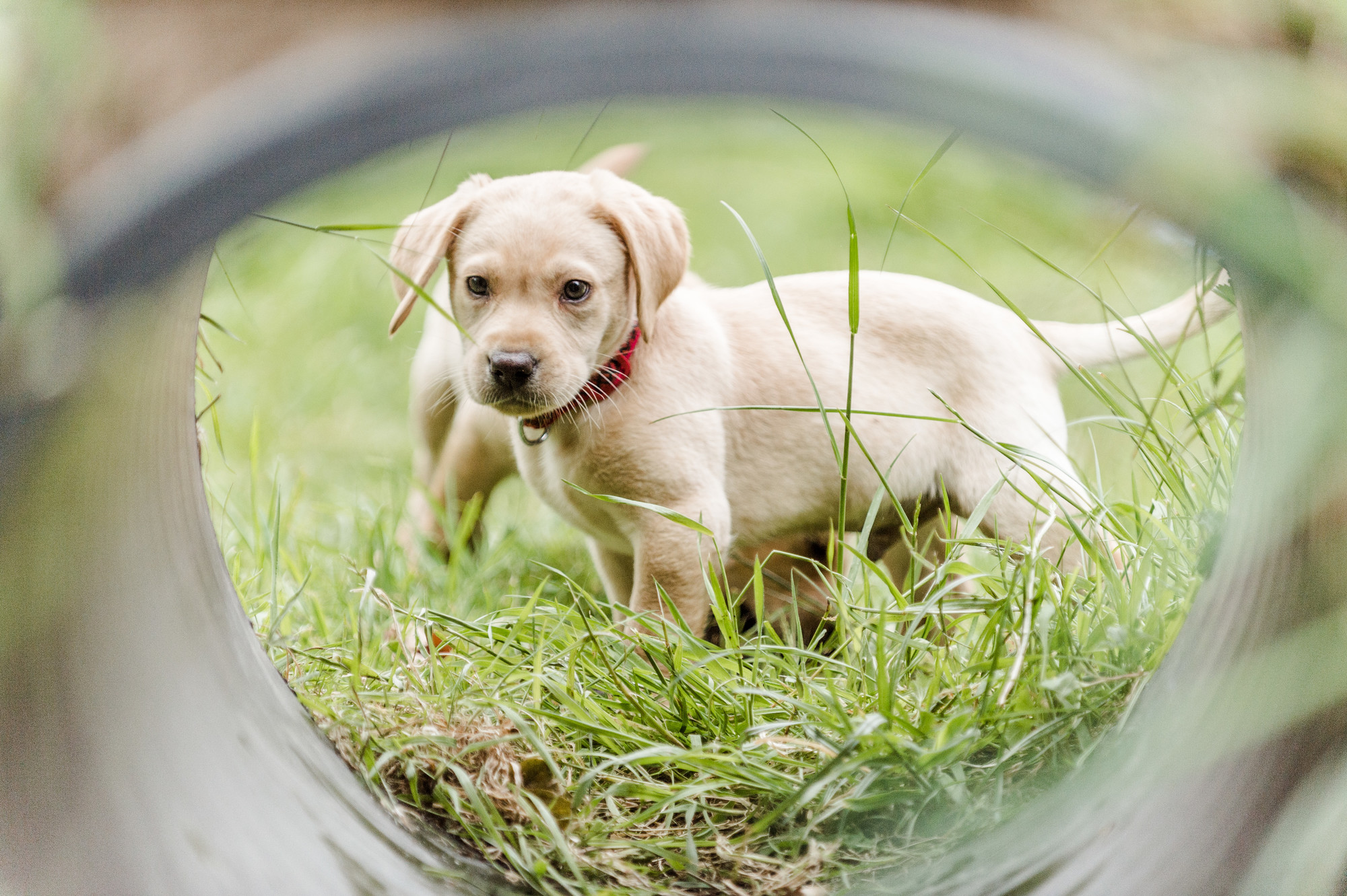 Labrador puppy outside looking through tunnel