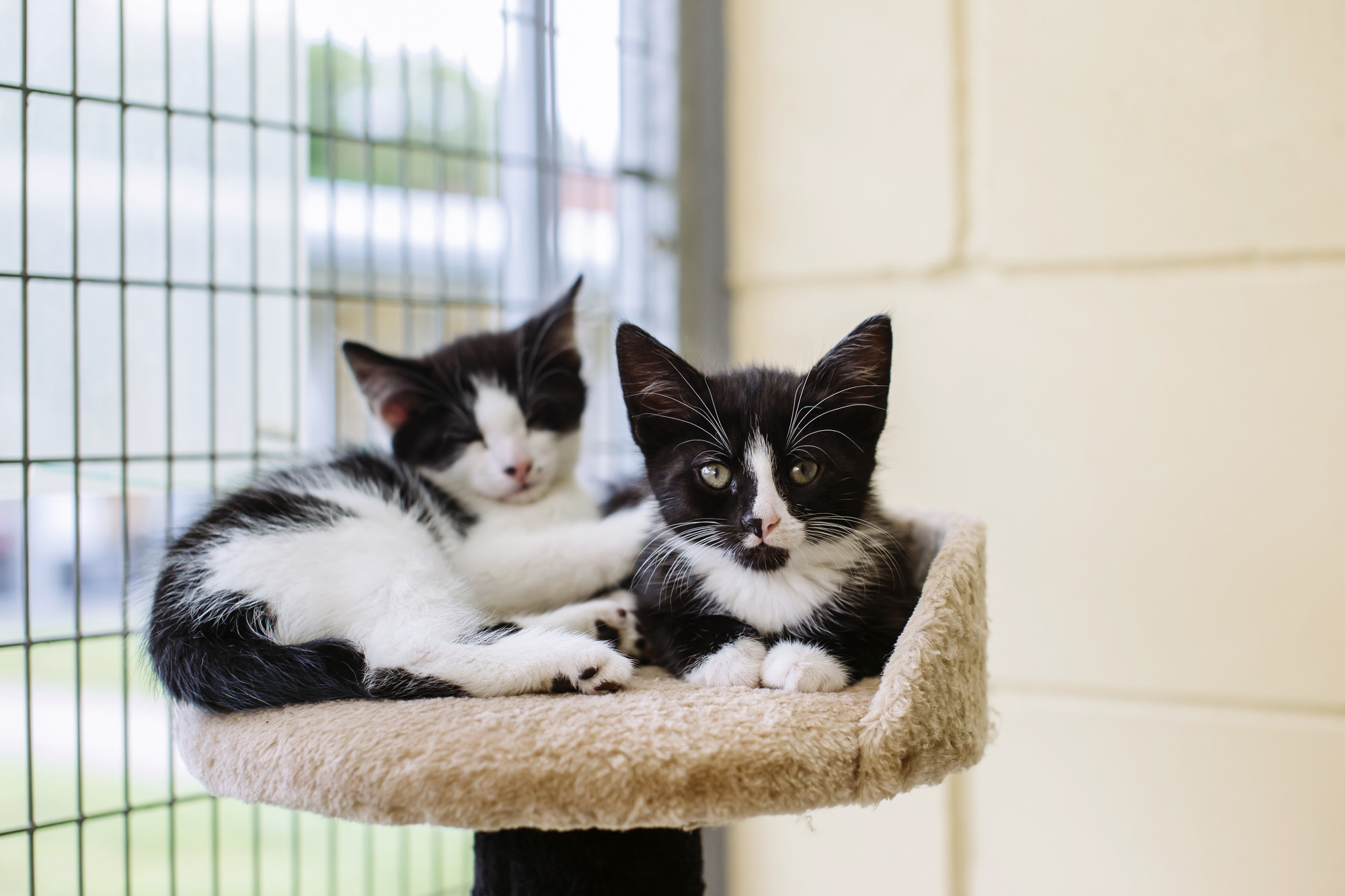 Two of the kittens sit on a play tower in the cattery