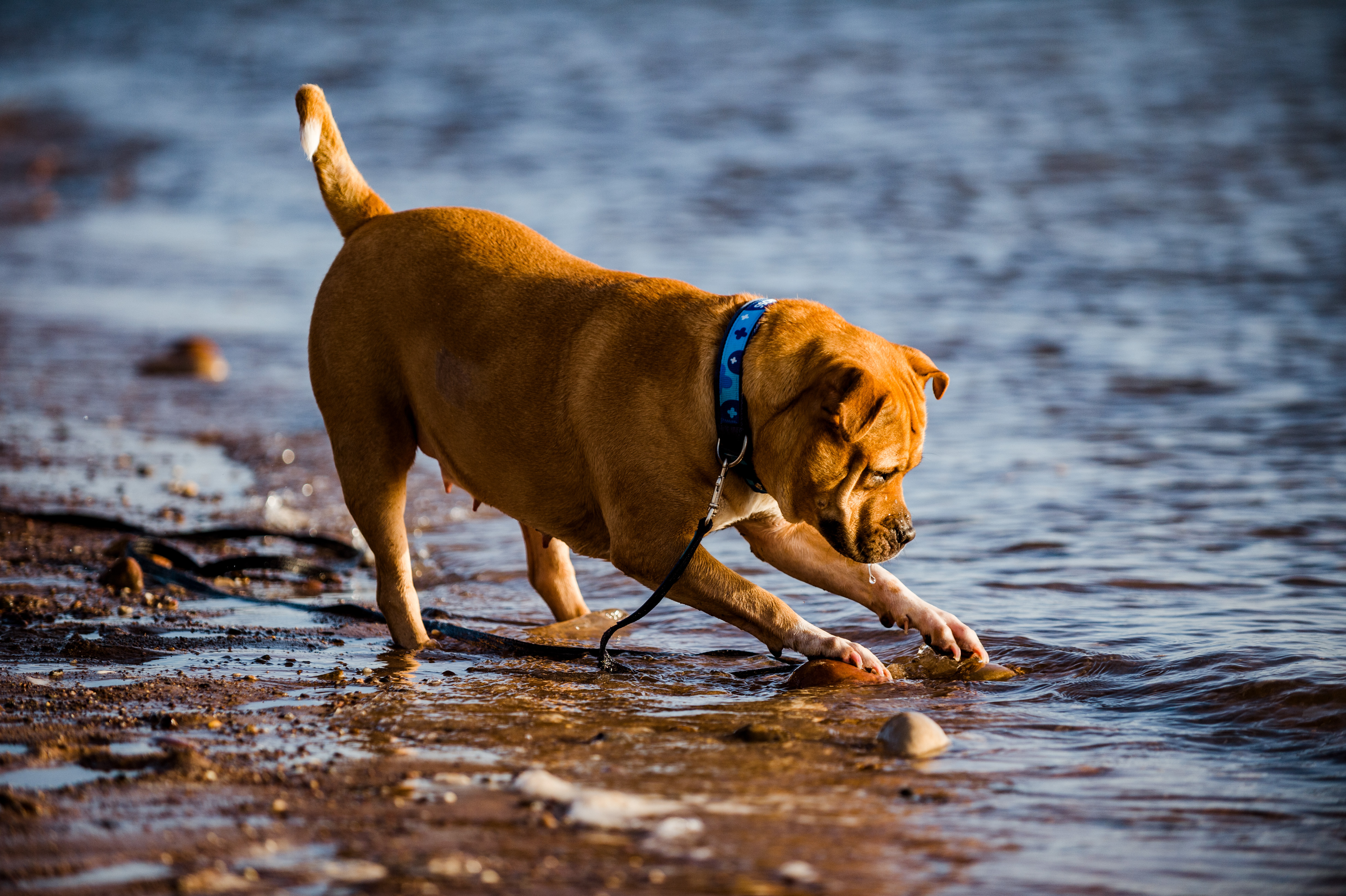 Bumble digging in the sand at the beach
