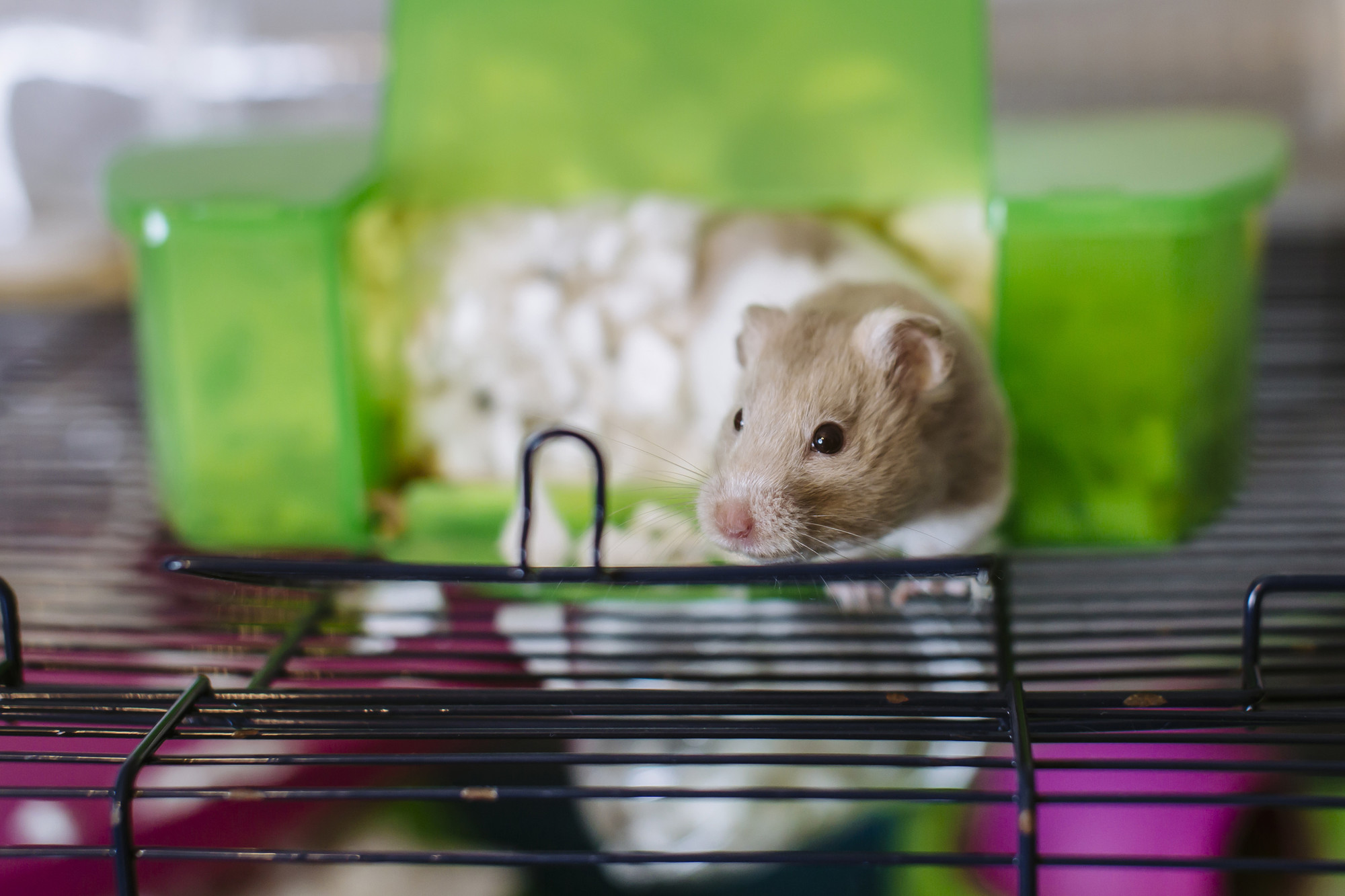Frost emerging from bedding in her big cage