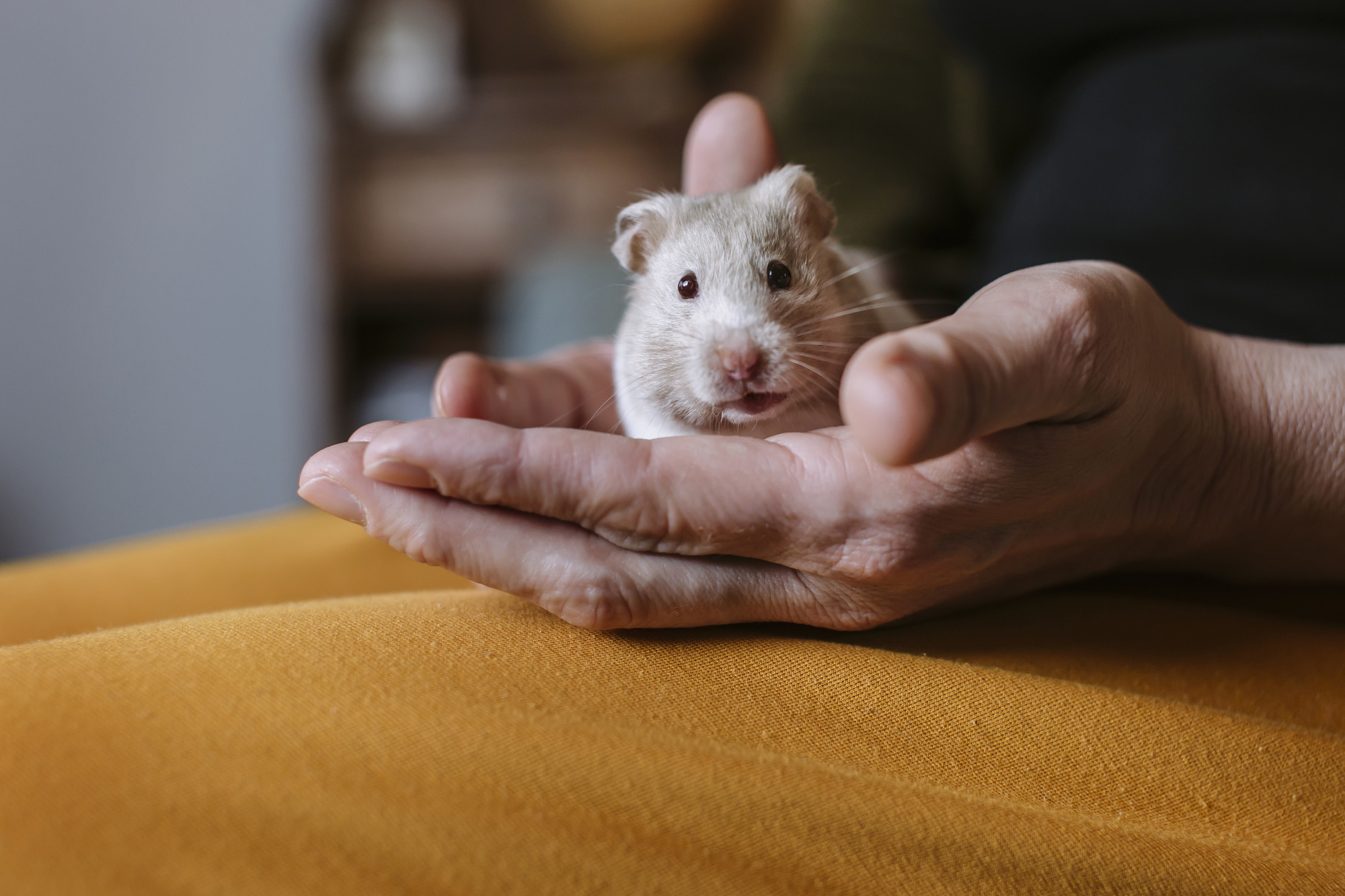 Hamster Frost in the hands of new owner Kelly