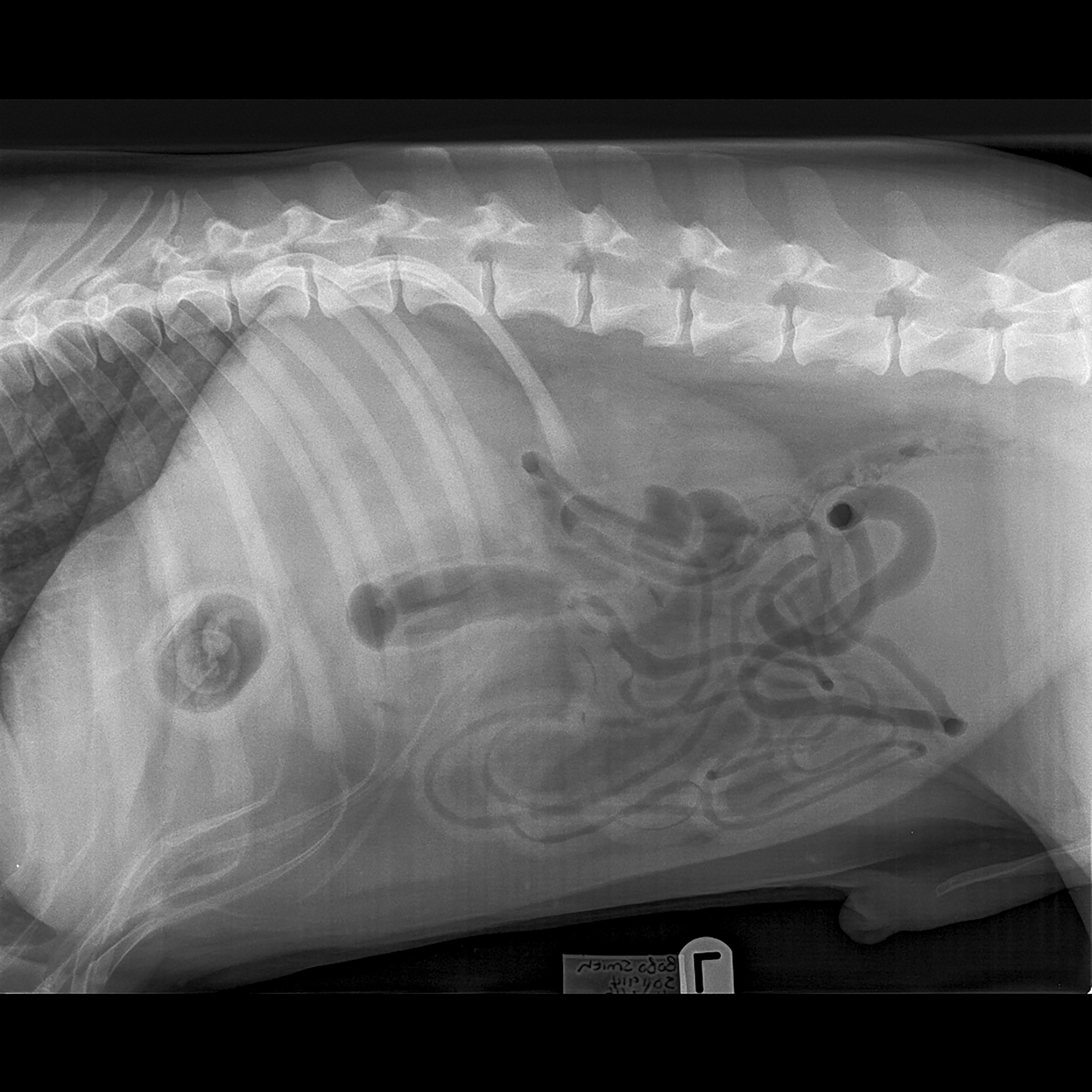 An X-ray of Bobo's abdomen shows an egg-shaped dark mass inside the stomach