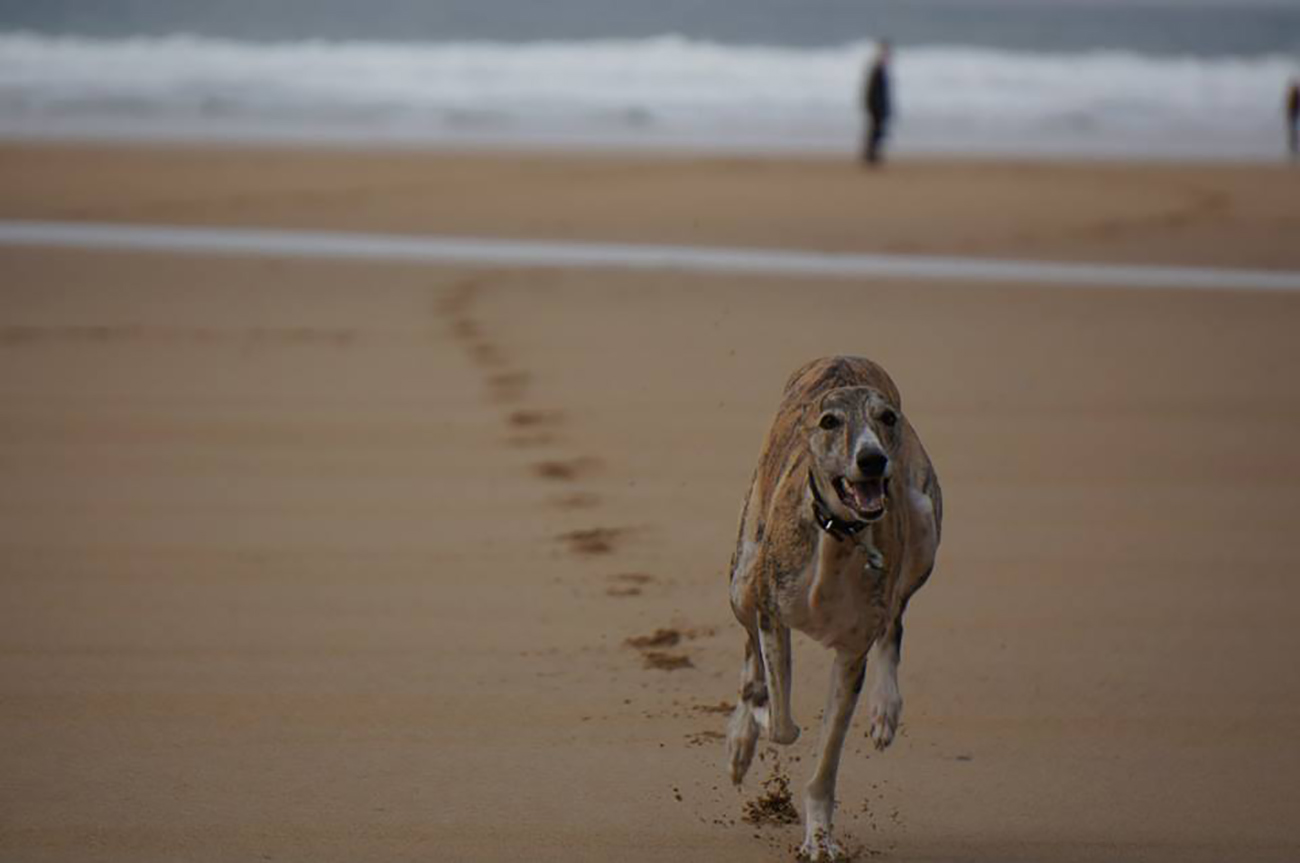 Buster at Fistral Beach