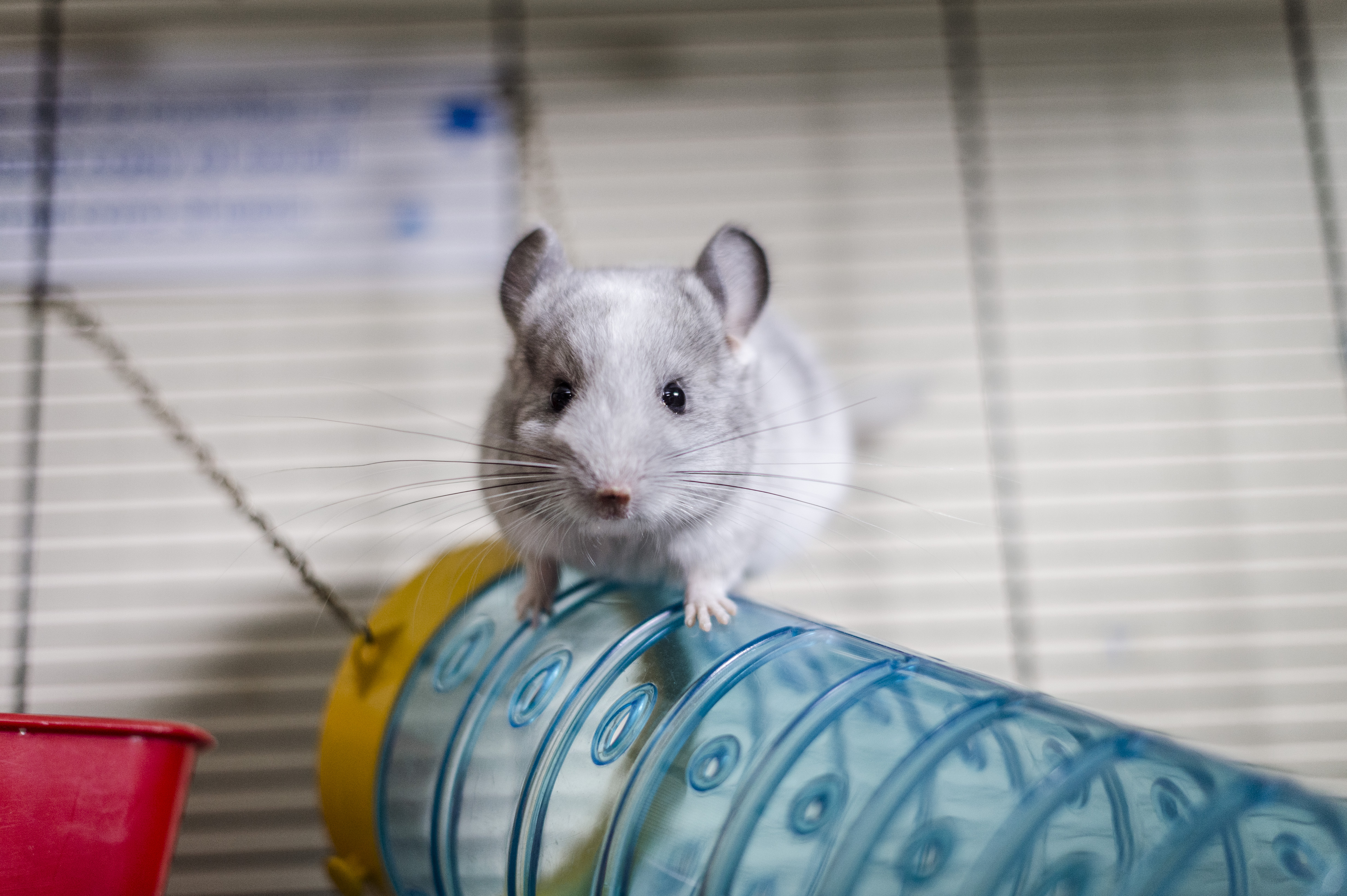 Photo of Button the baby chinchilla at Burford rehoming centre