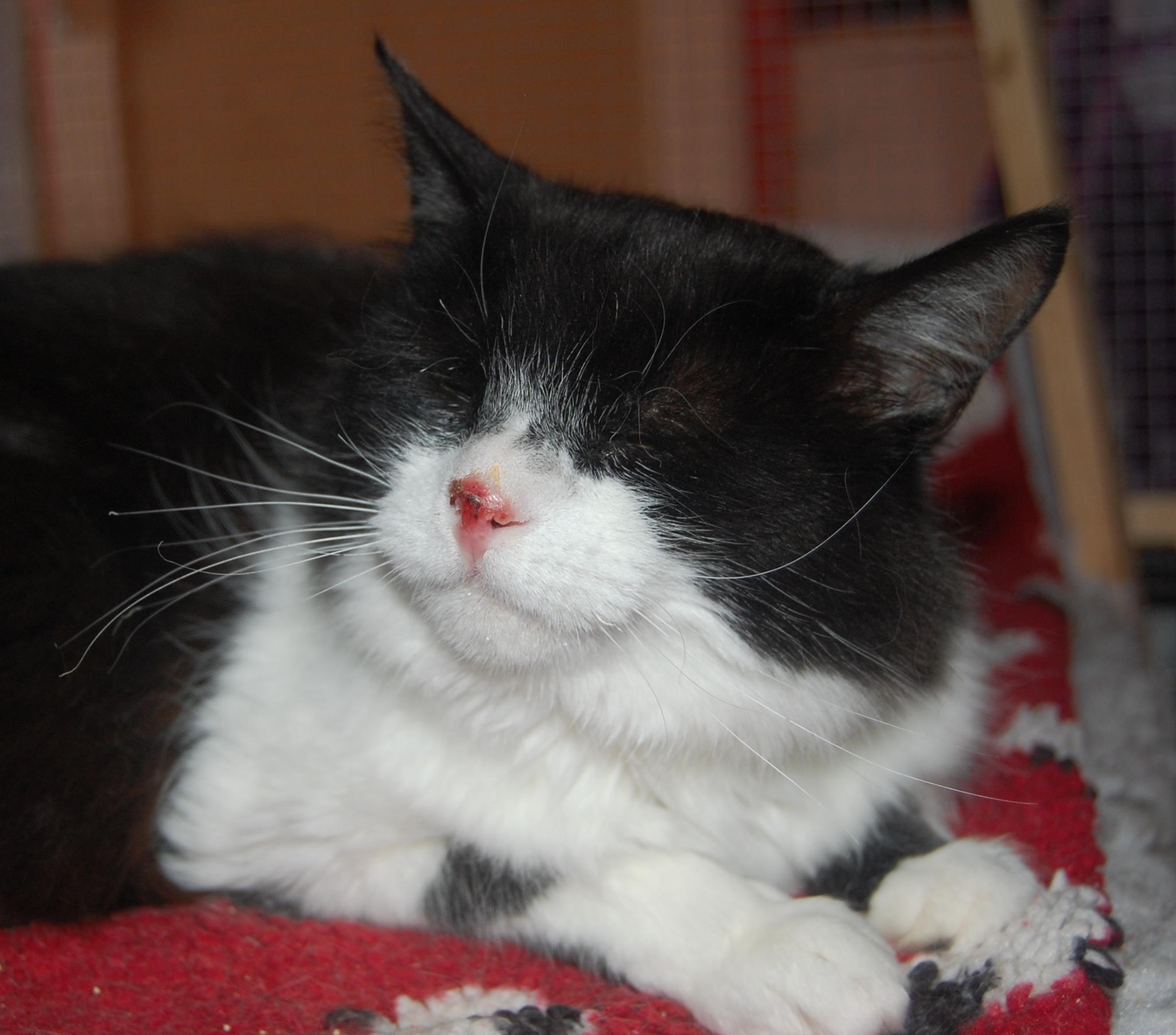 Photo of cat Duffy after she was deliberately burnt with a lighter. Her nose is blistered and sore.