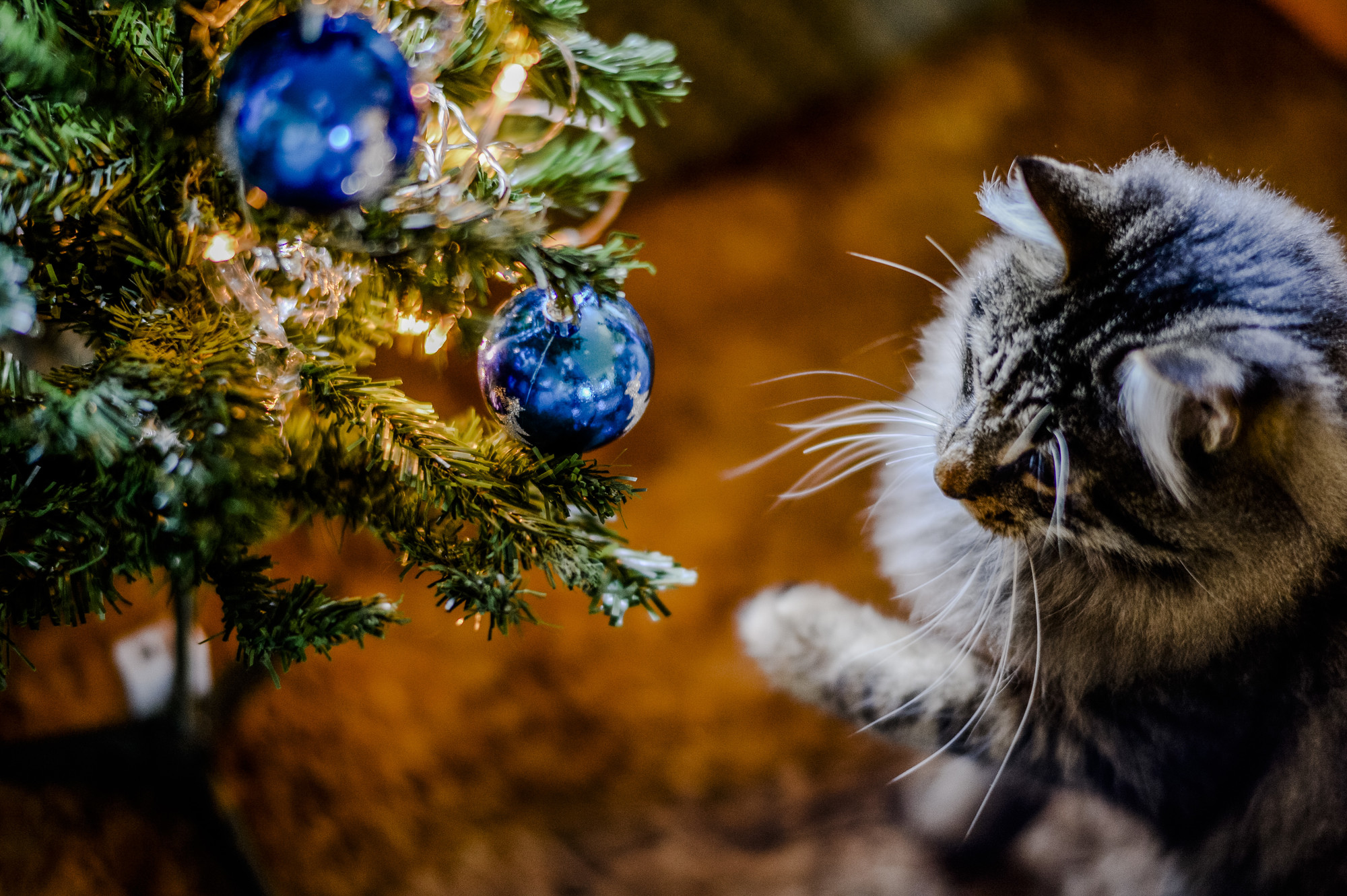 Cat christmas slice