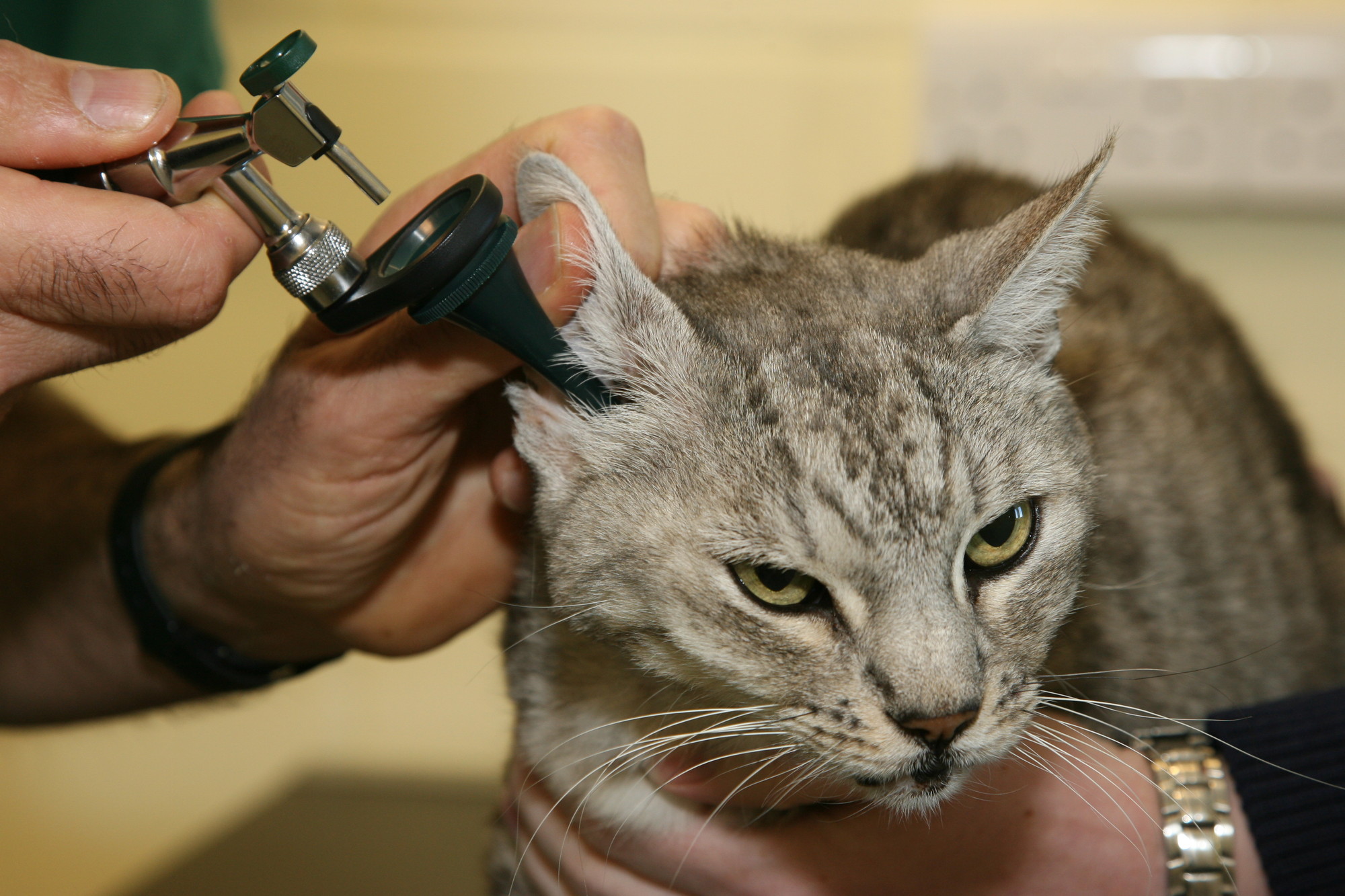 ear mite medicine for cats and dogs