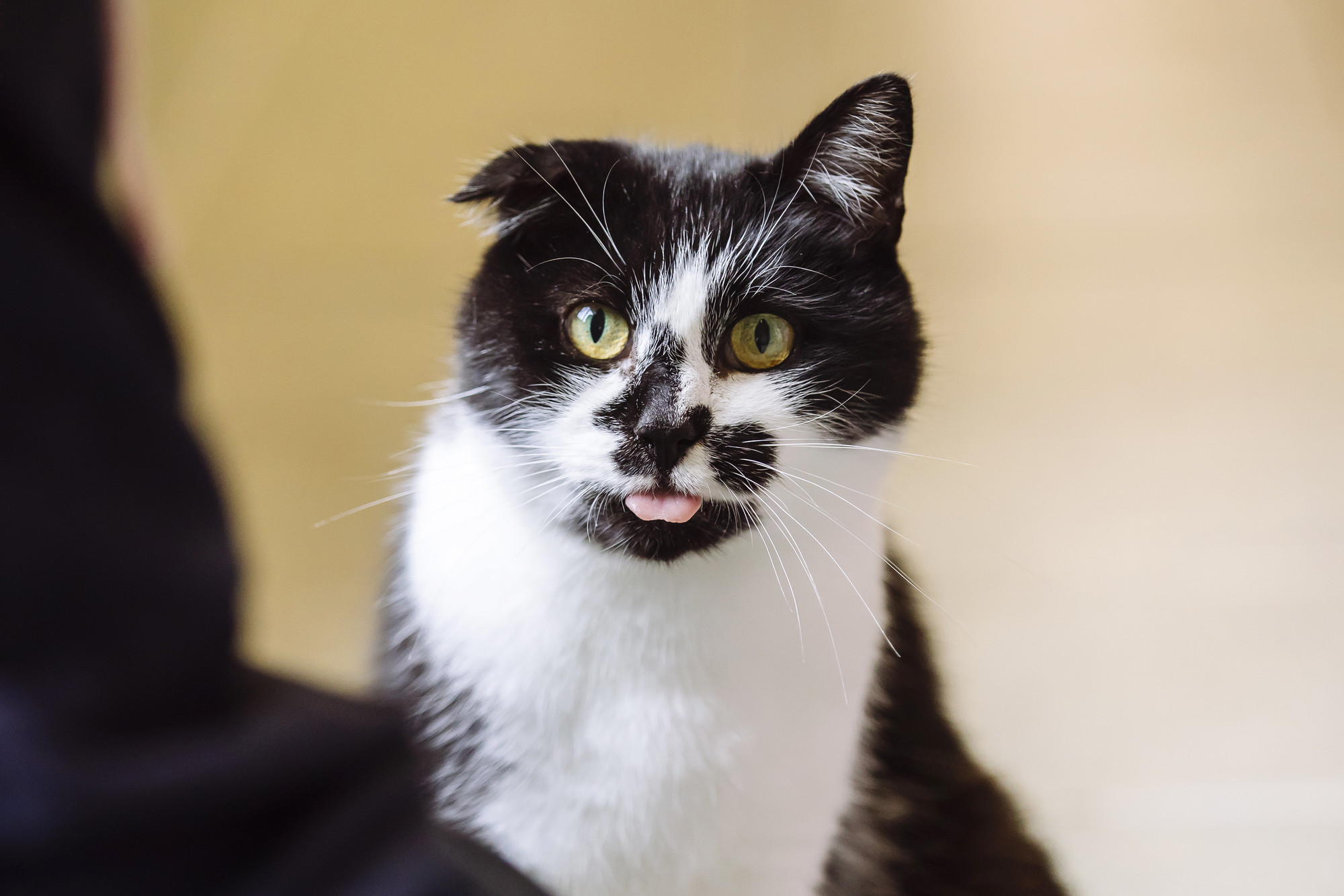 Black and white cat with one ear down and tongue sticking out
