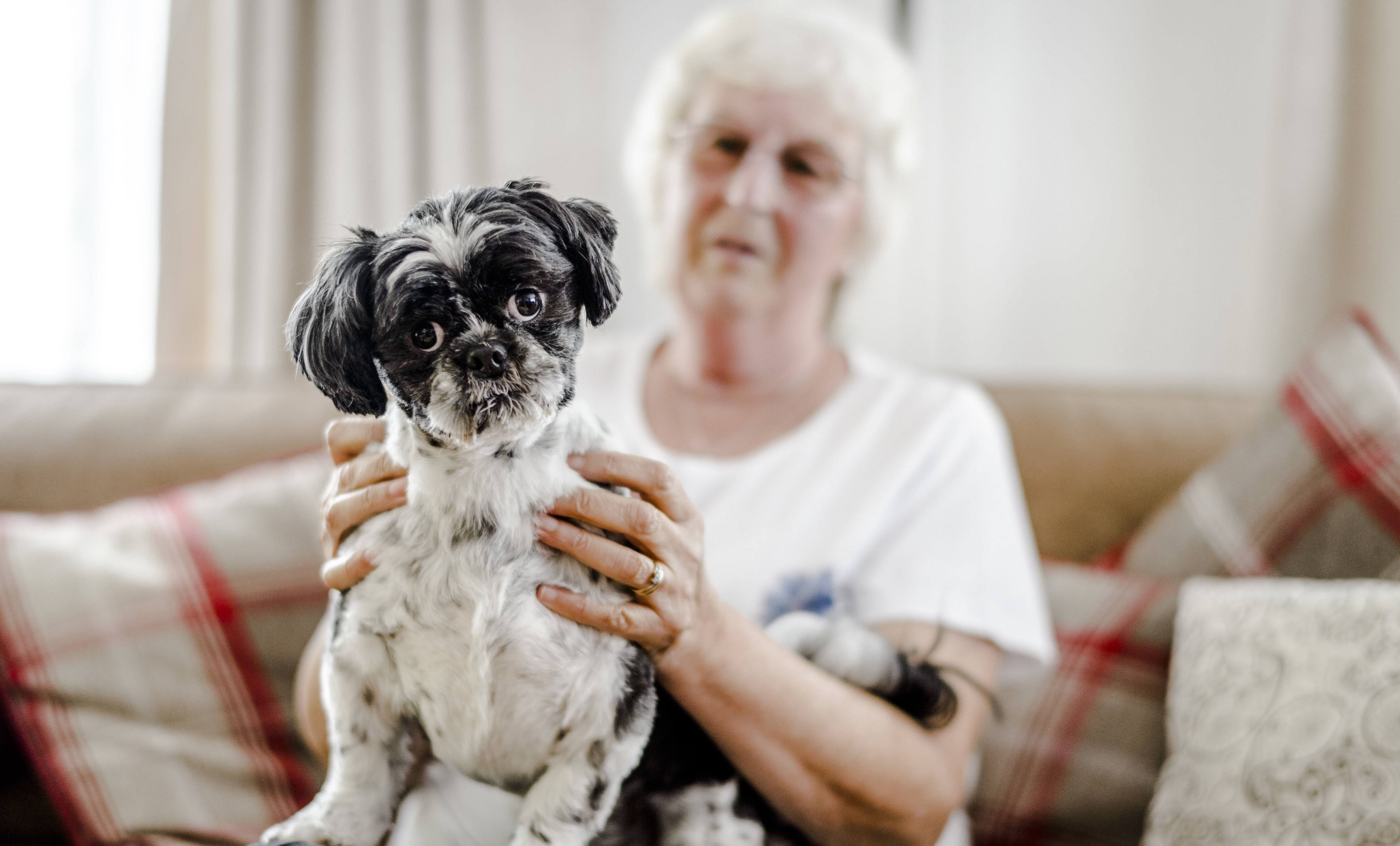 cushings - shih tzu