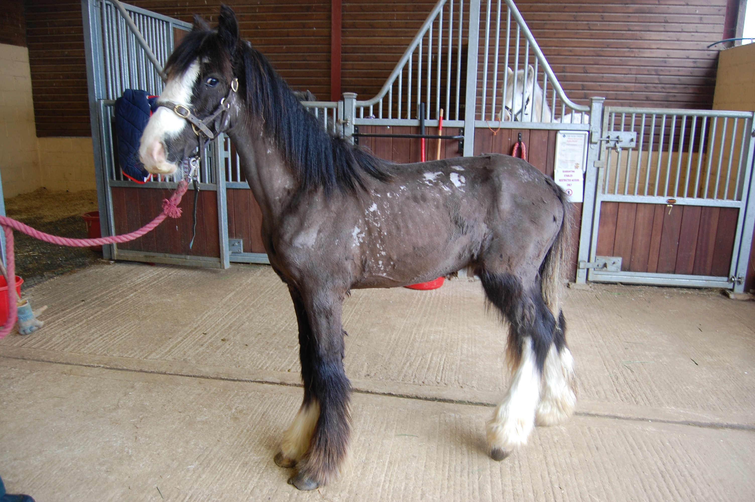 Bertie before