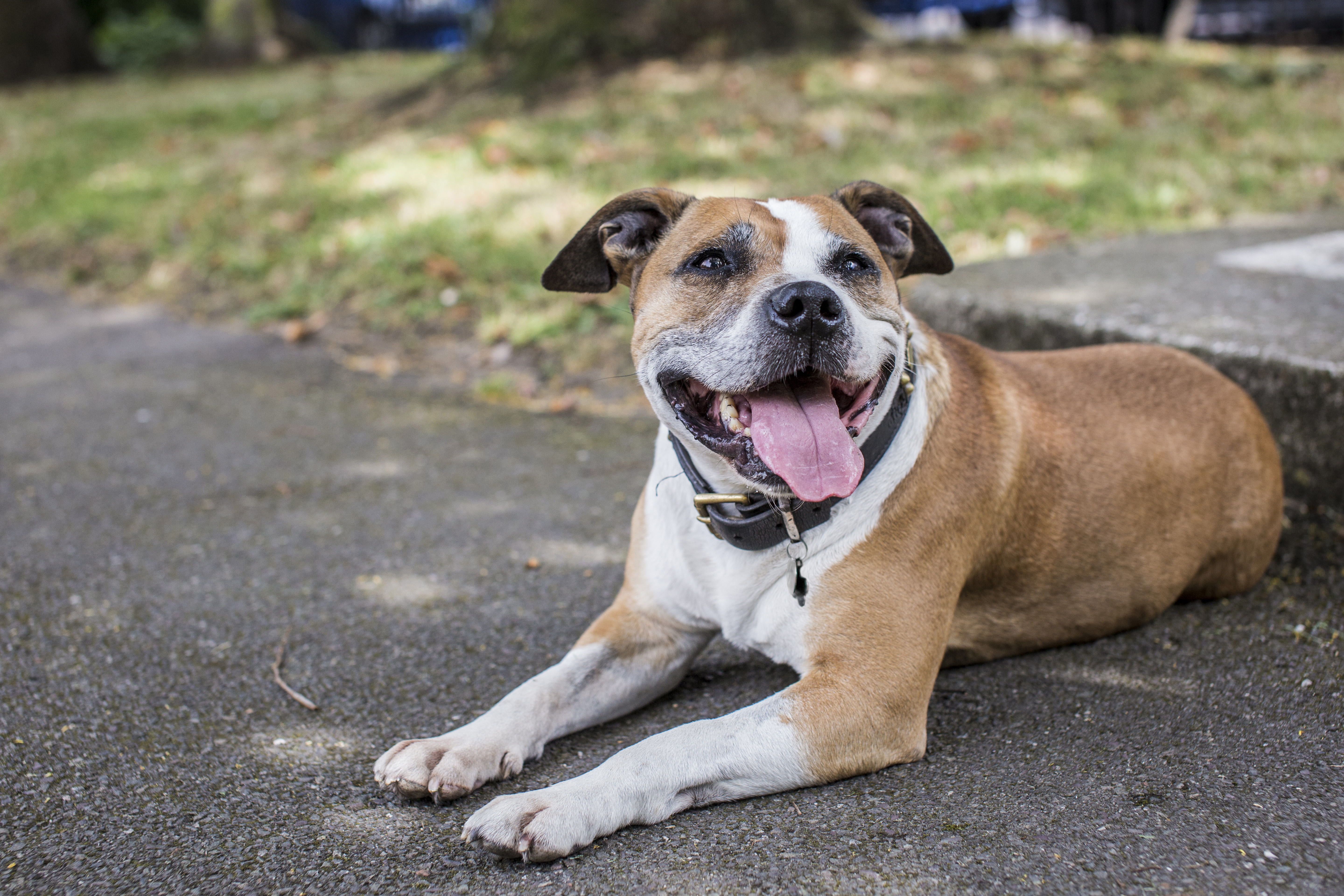 Happy Dog