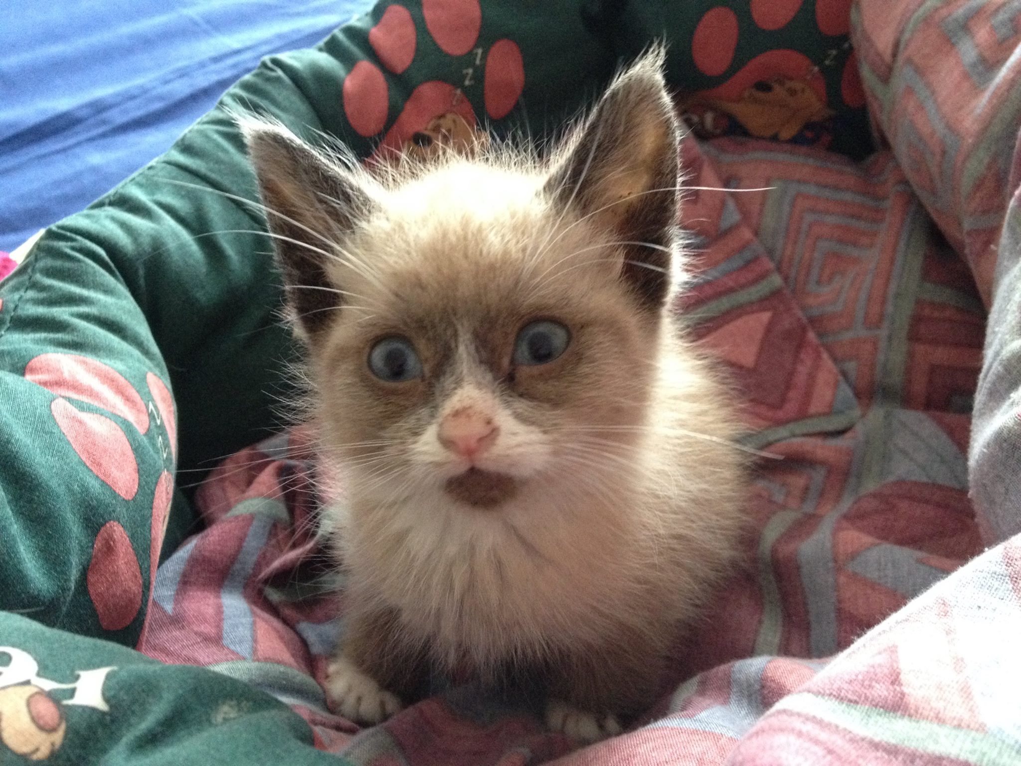 Diablo in foster