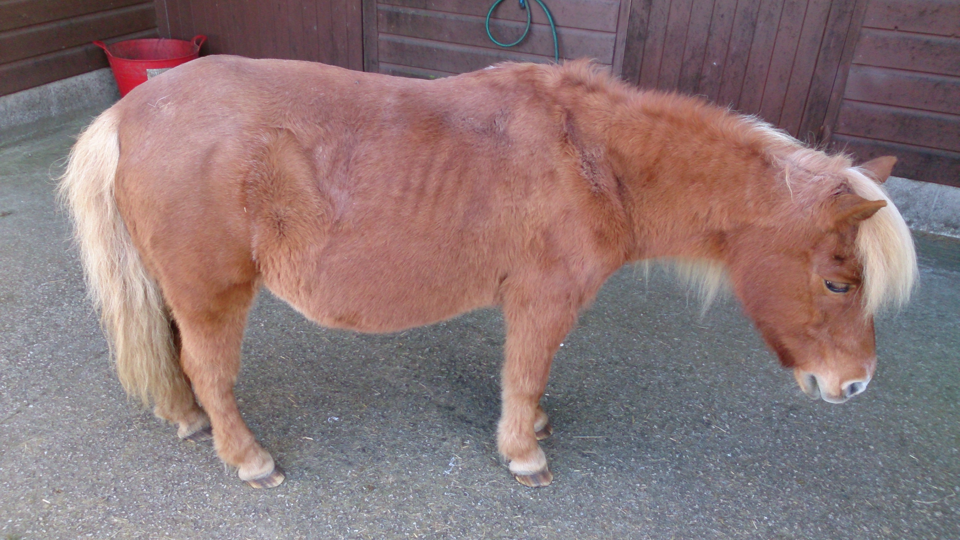 Blue Cross horse Dinky