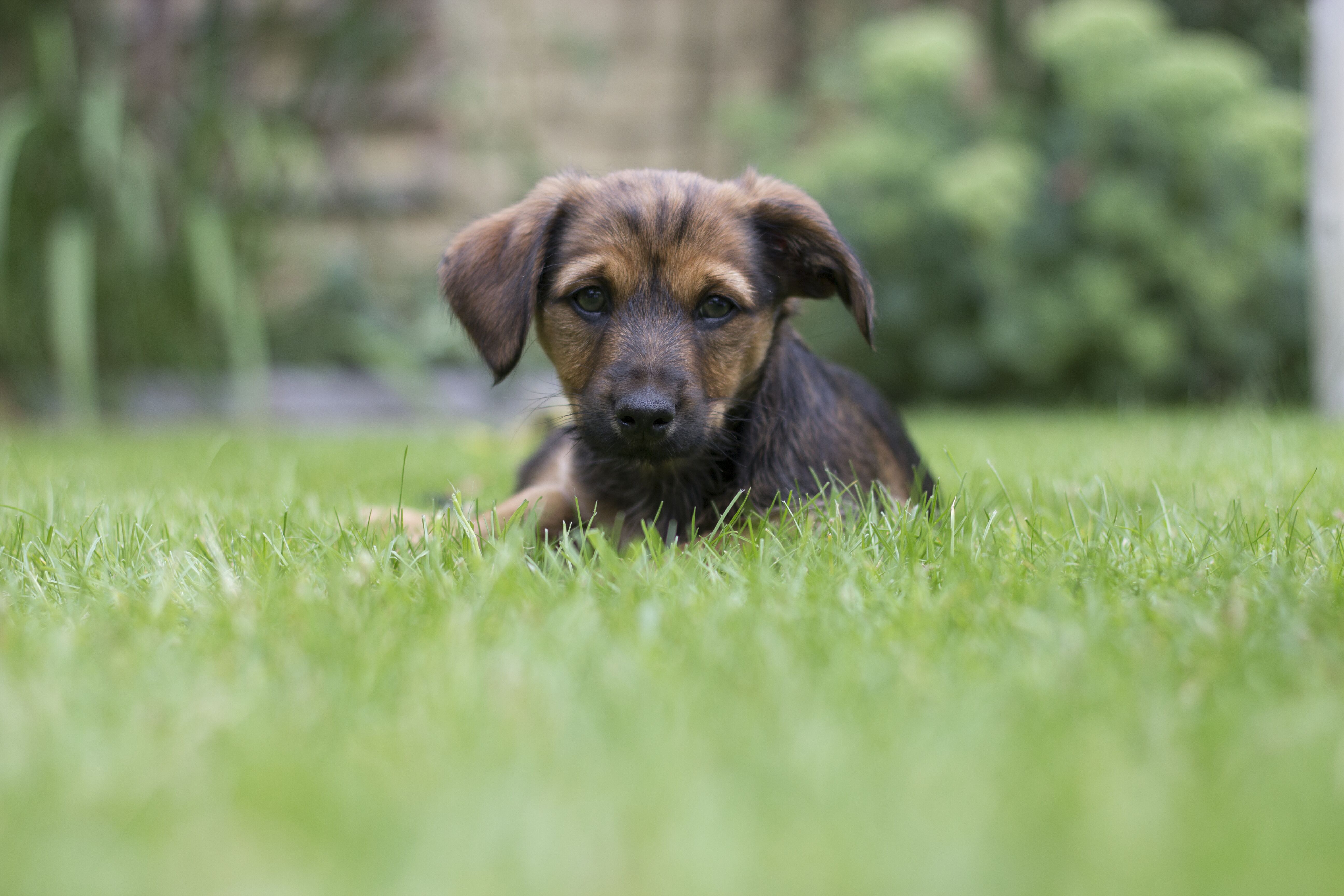 Puppy Alfie in a garden