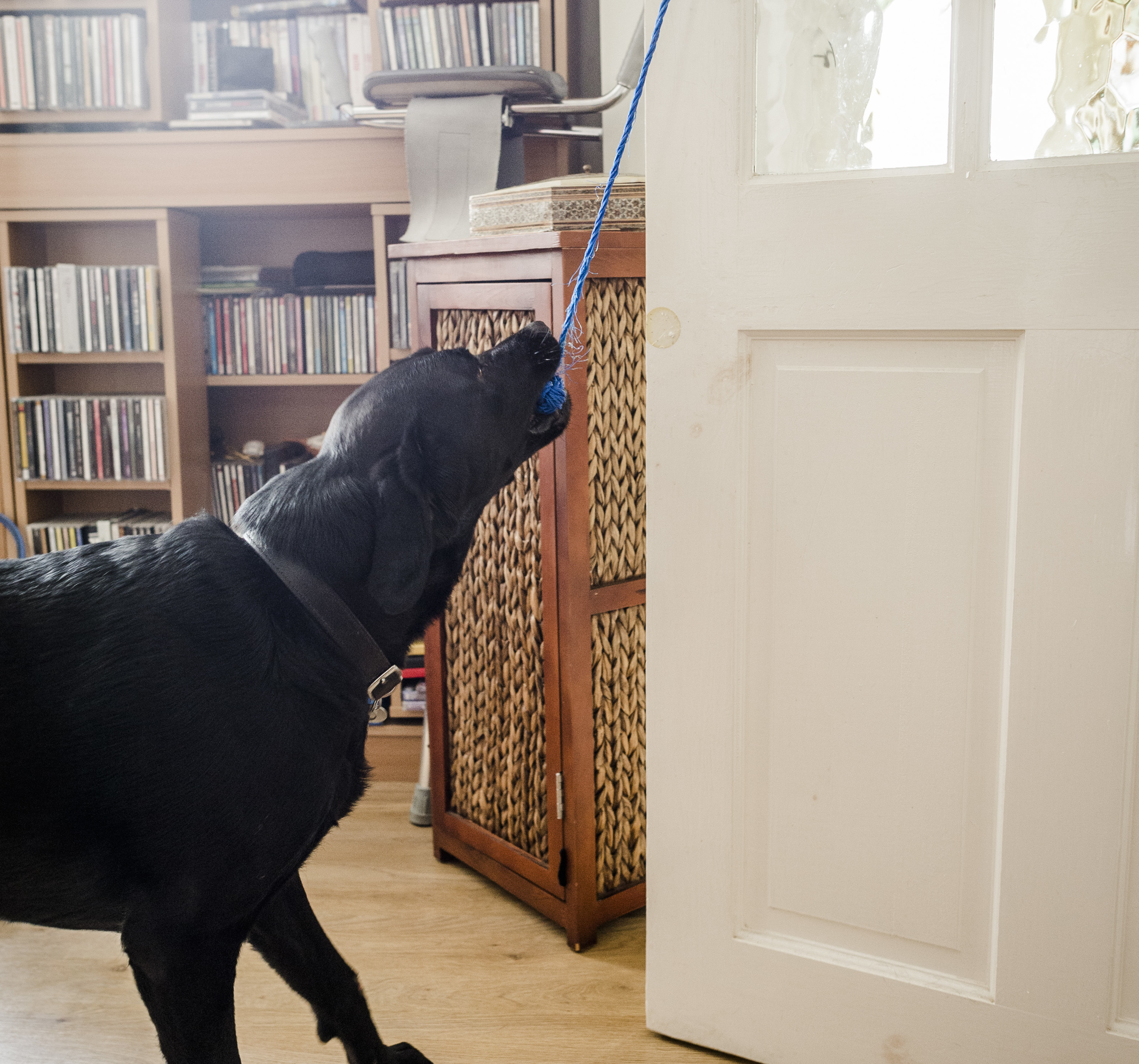 Photo of dog Riley opening the door for Ella