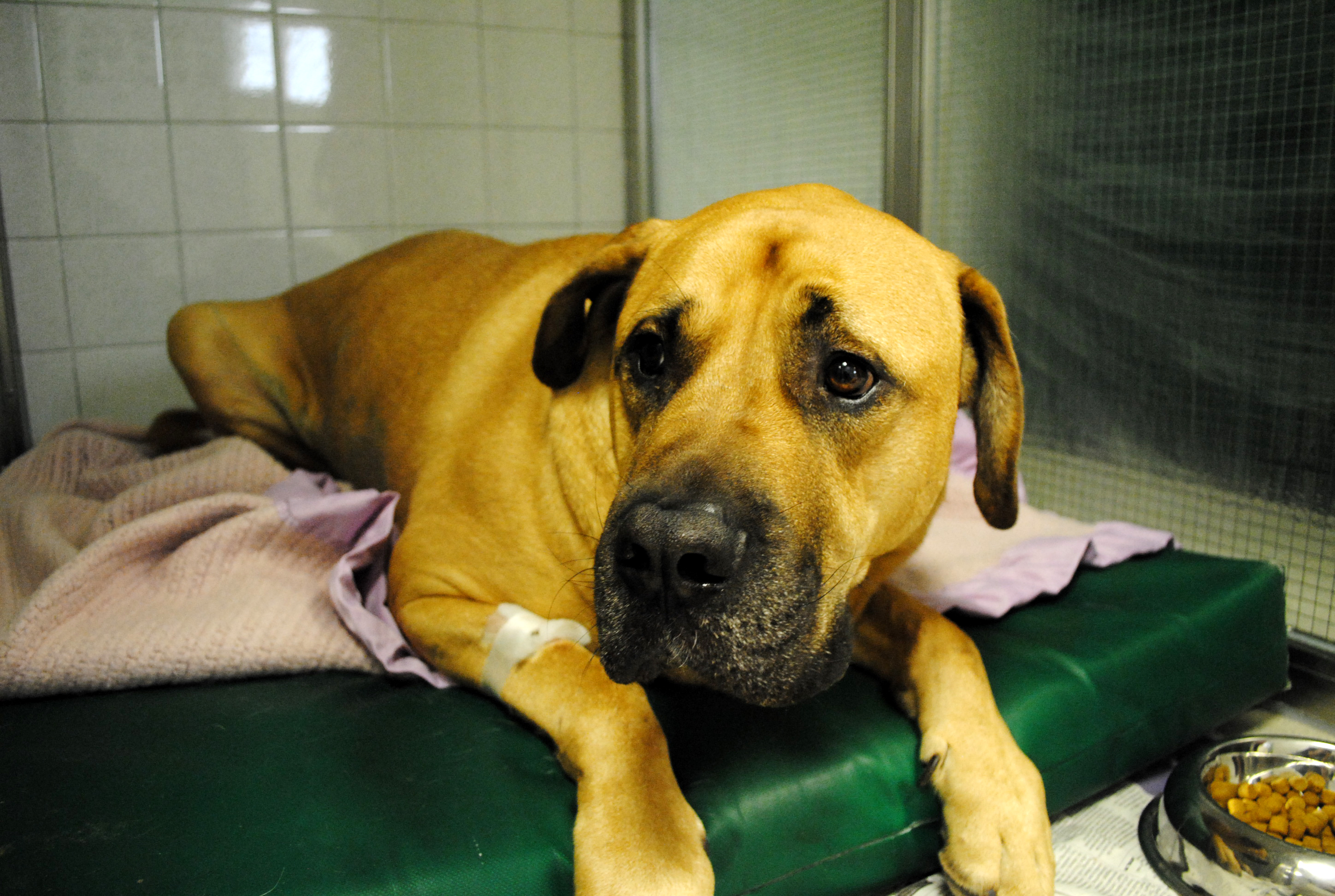 You Cannot Be Serious Blue Cross Treats Dog Who Swallowed Two Tennis Balls Blue Cross