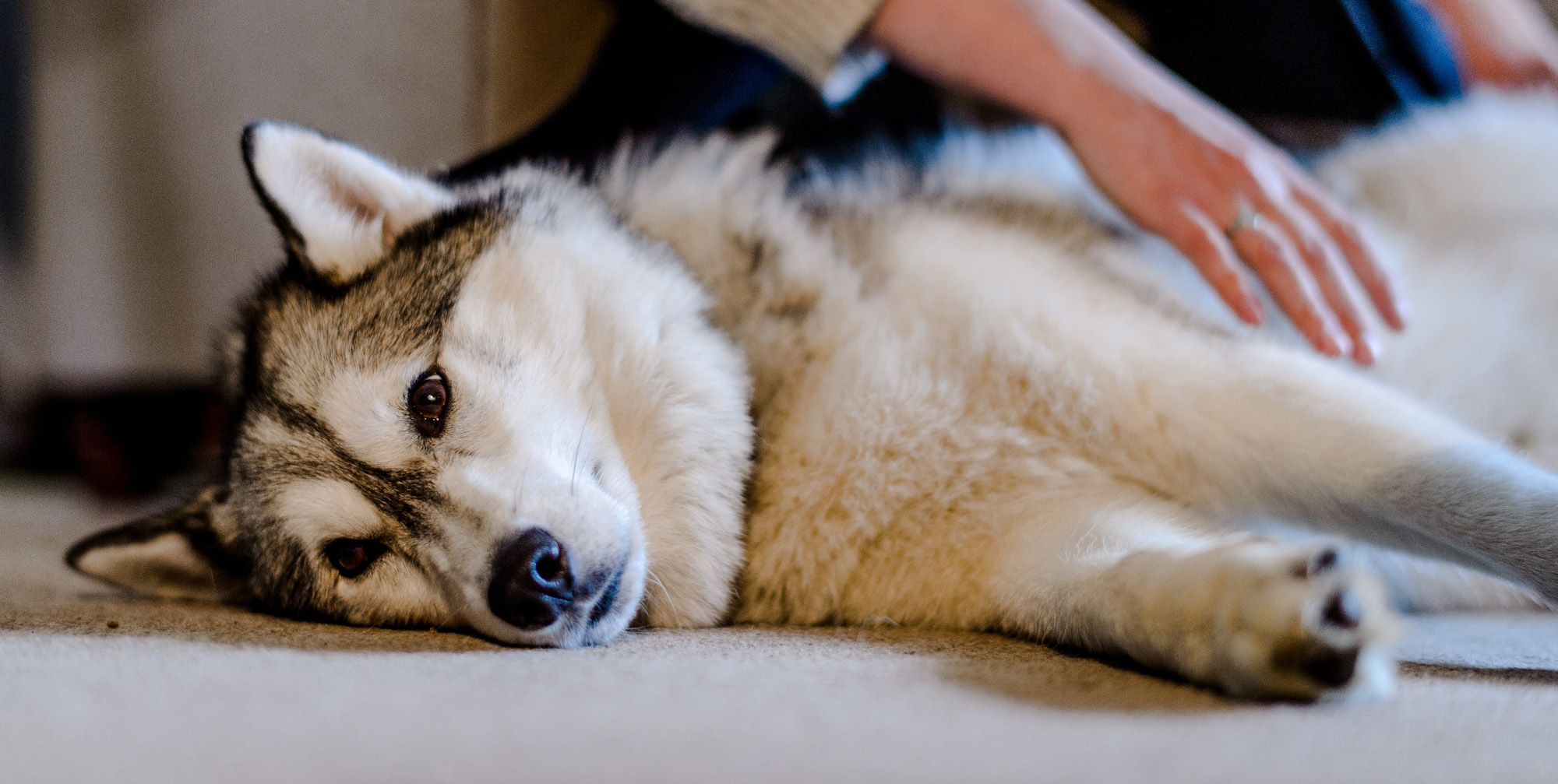 A husky lies down beside her owners