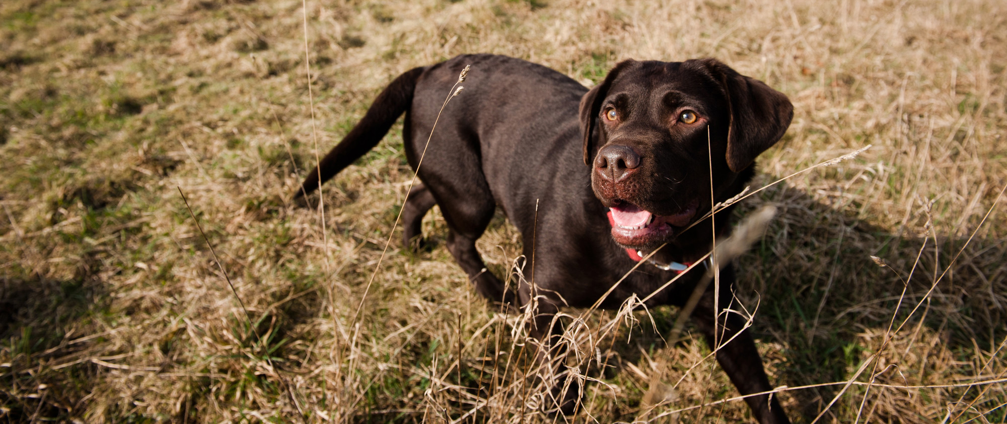 Chocolate labrador walking through long grass