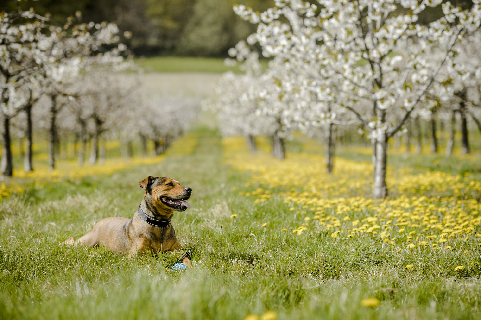 Grass seeds and dogs