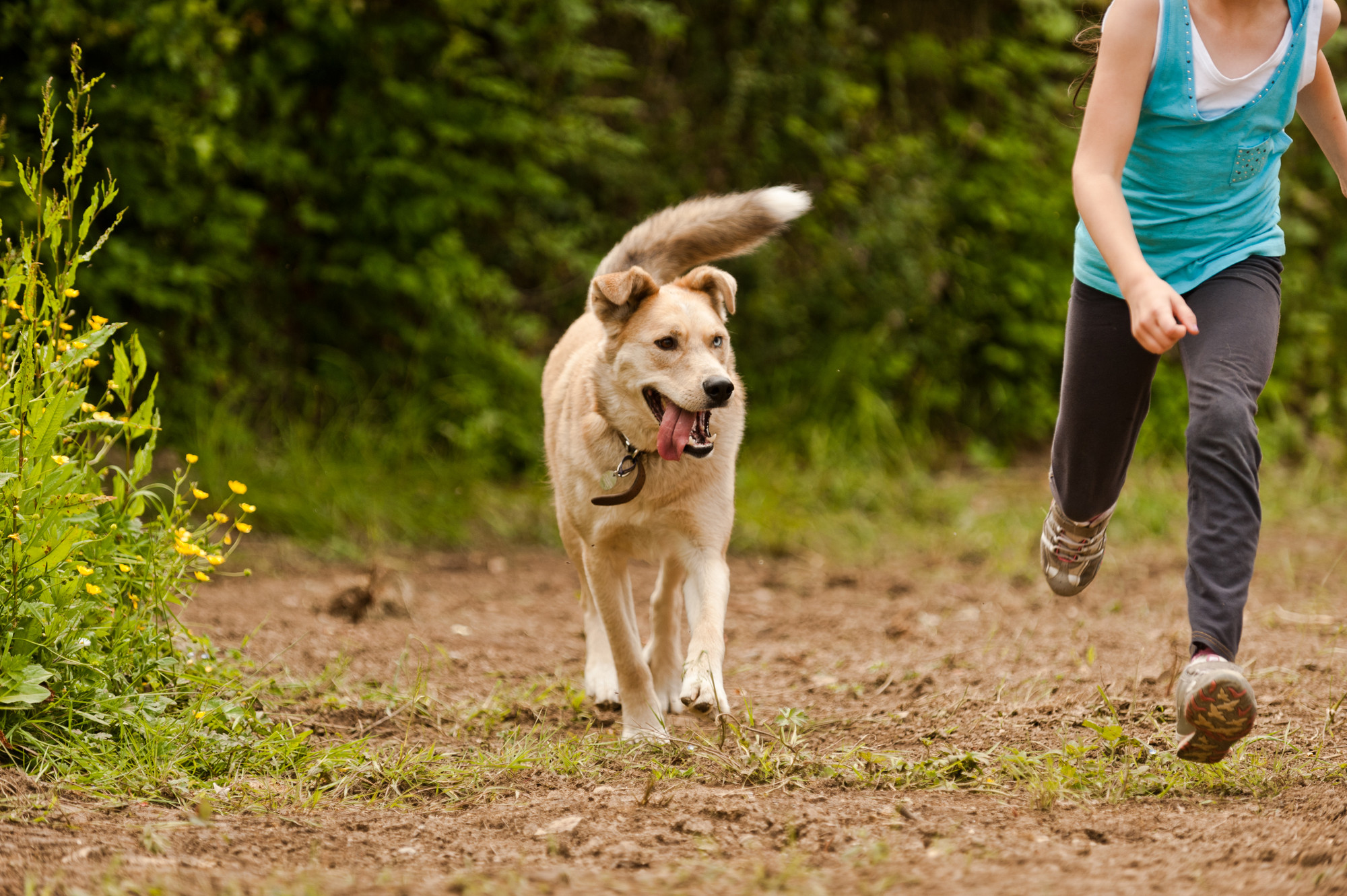 dog walk 3