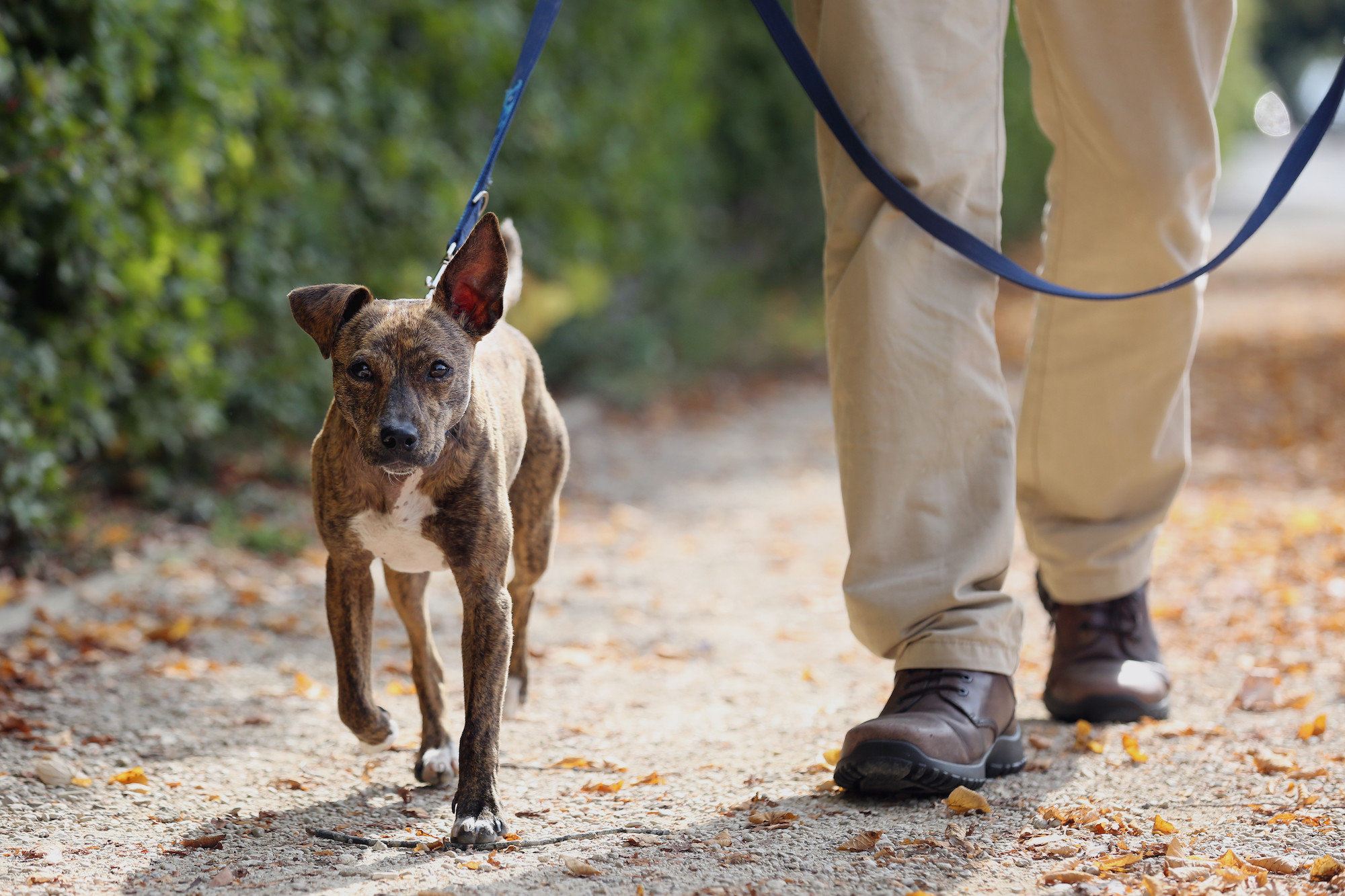 Dog walk