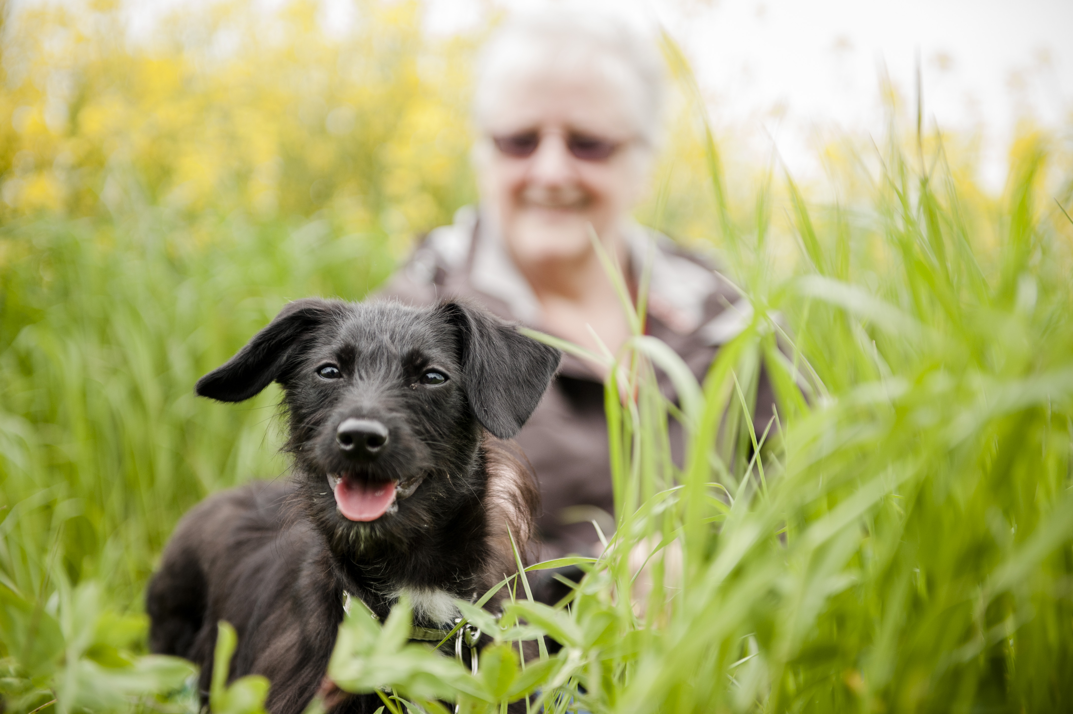 dog myths - grass