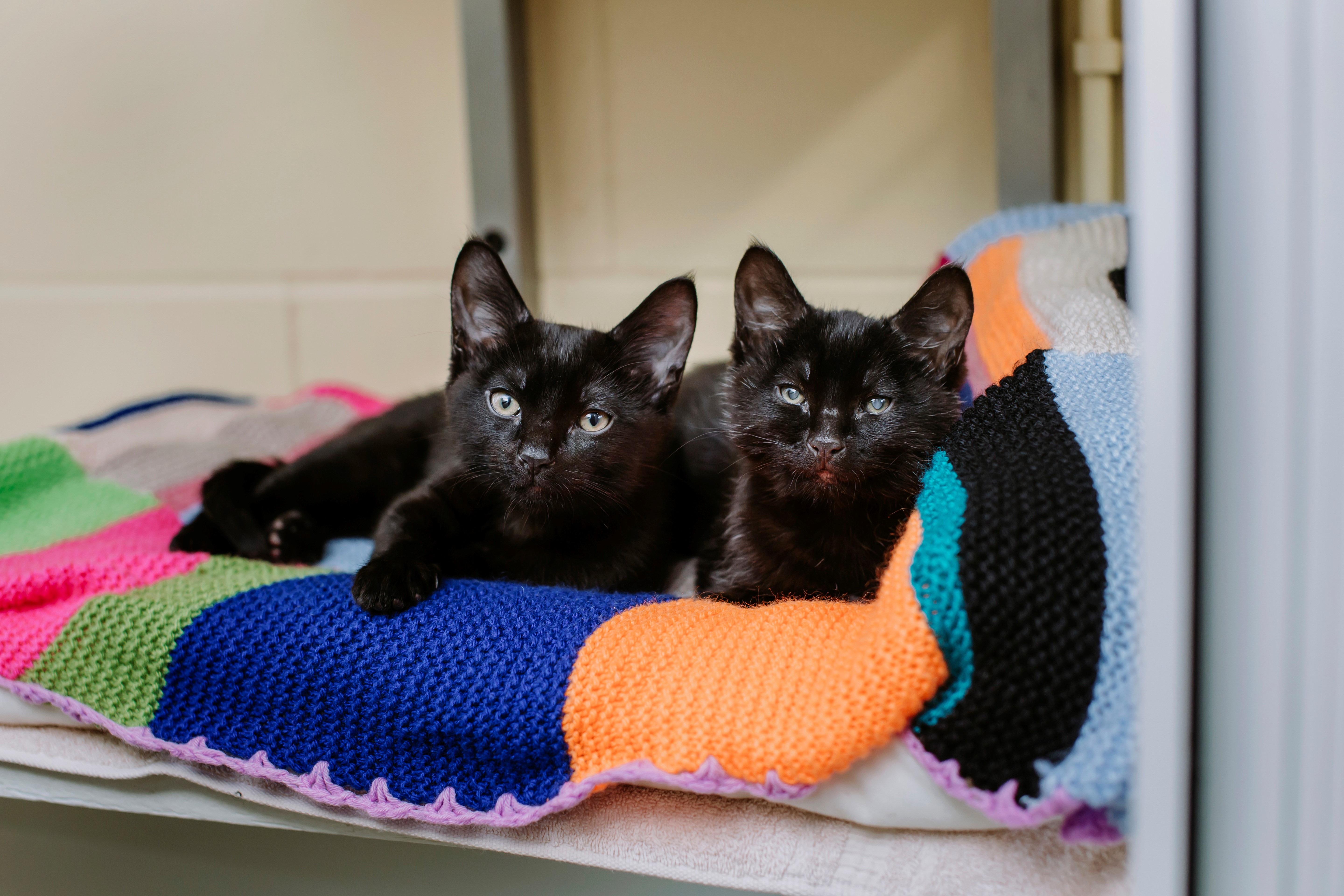 Dot and Specks lying together on a blanket at rehoming centre