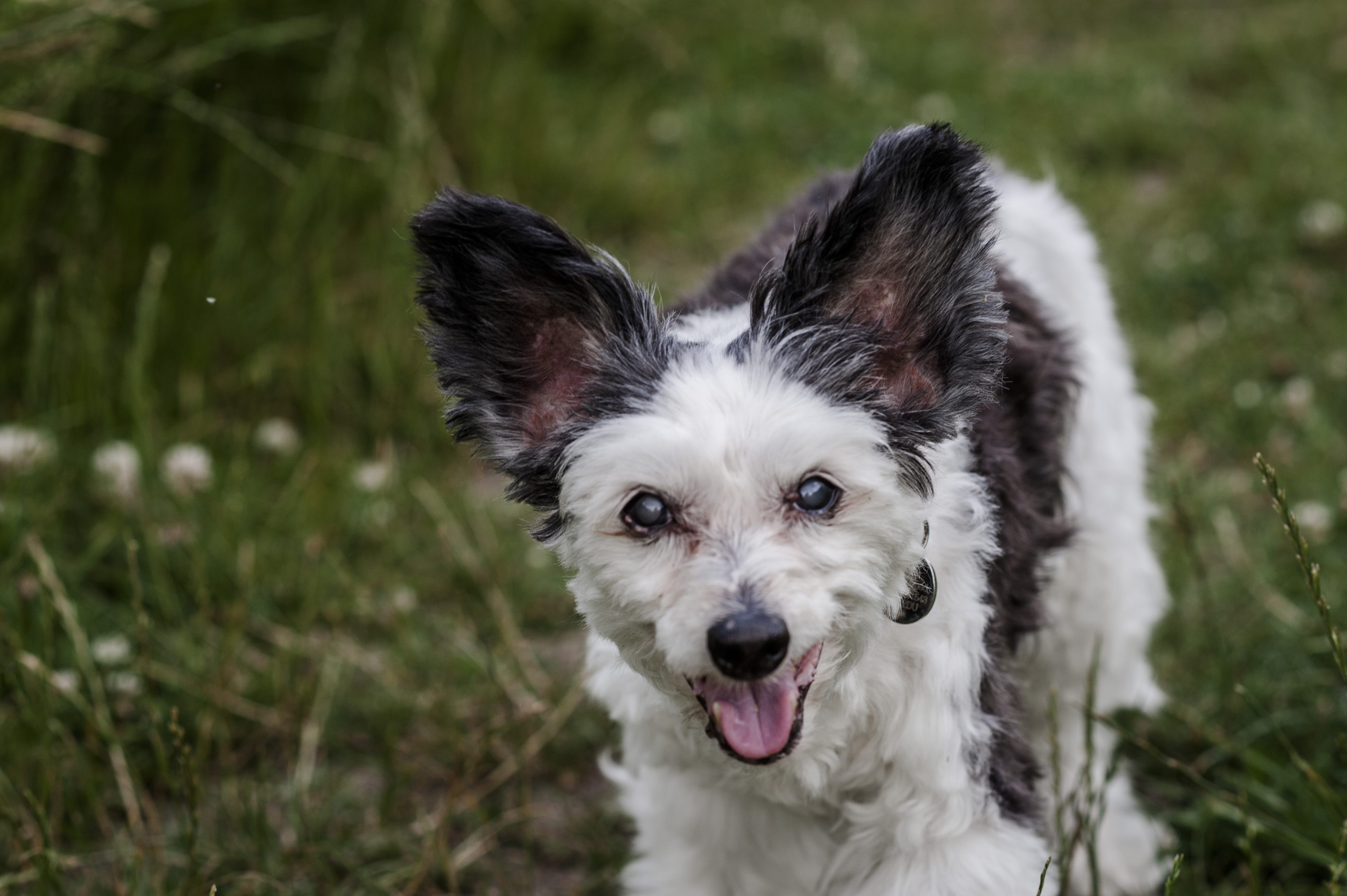 Dog myths - older dog