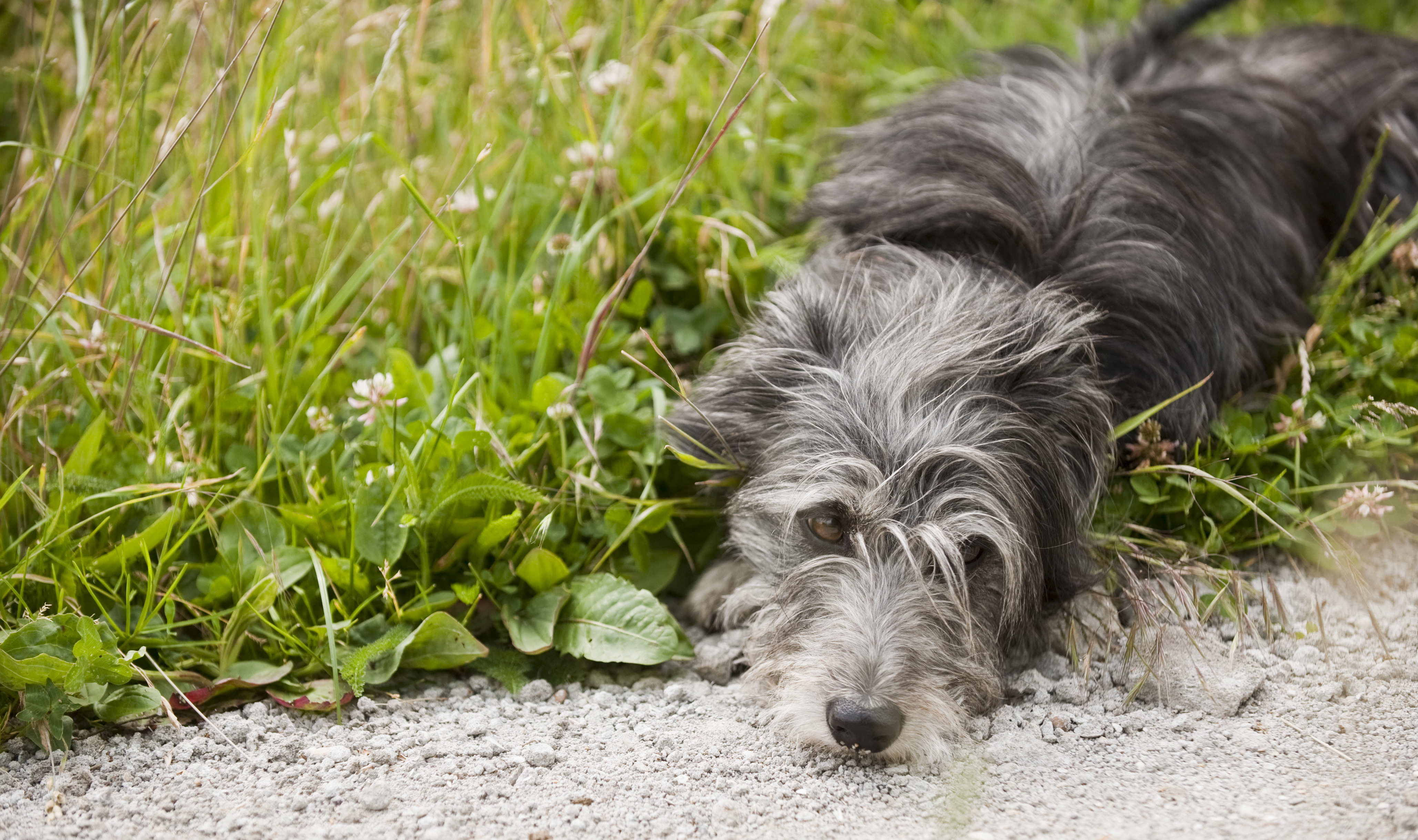 Dog Diddy lying down on the grass looking sad