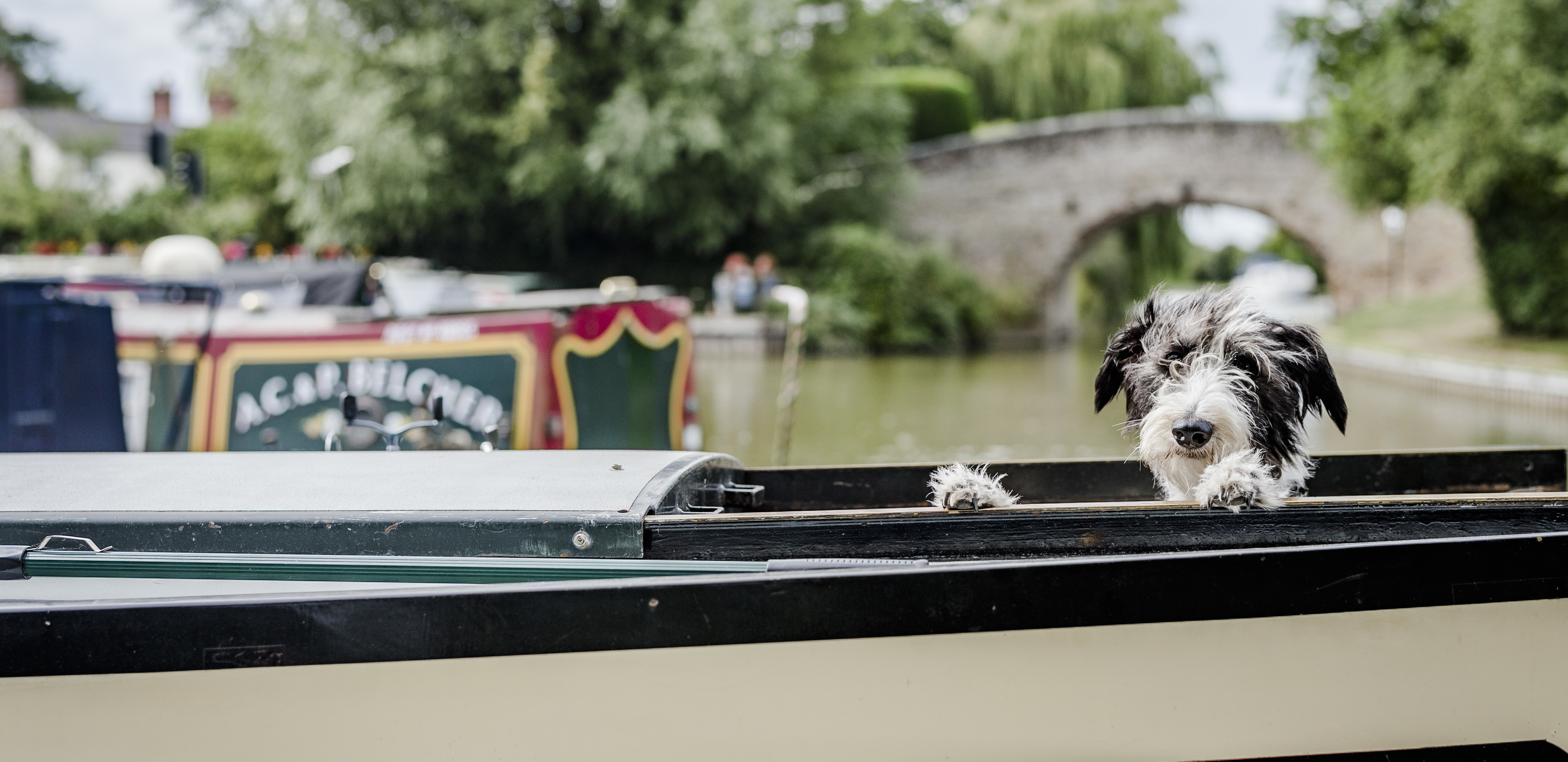 Dog Edward on his barge