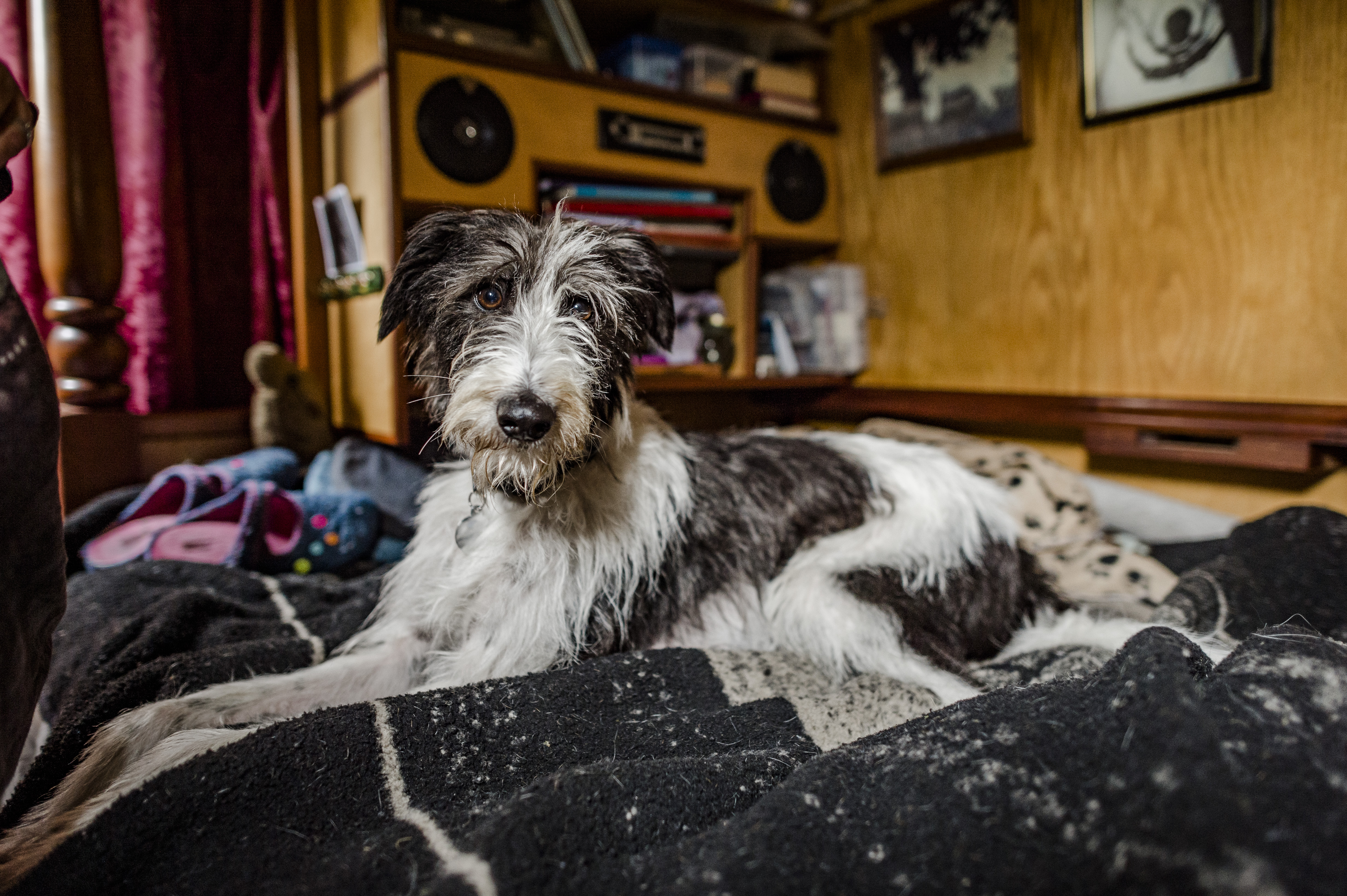 Dog Edward on his new bed