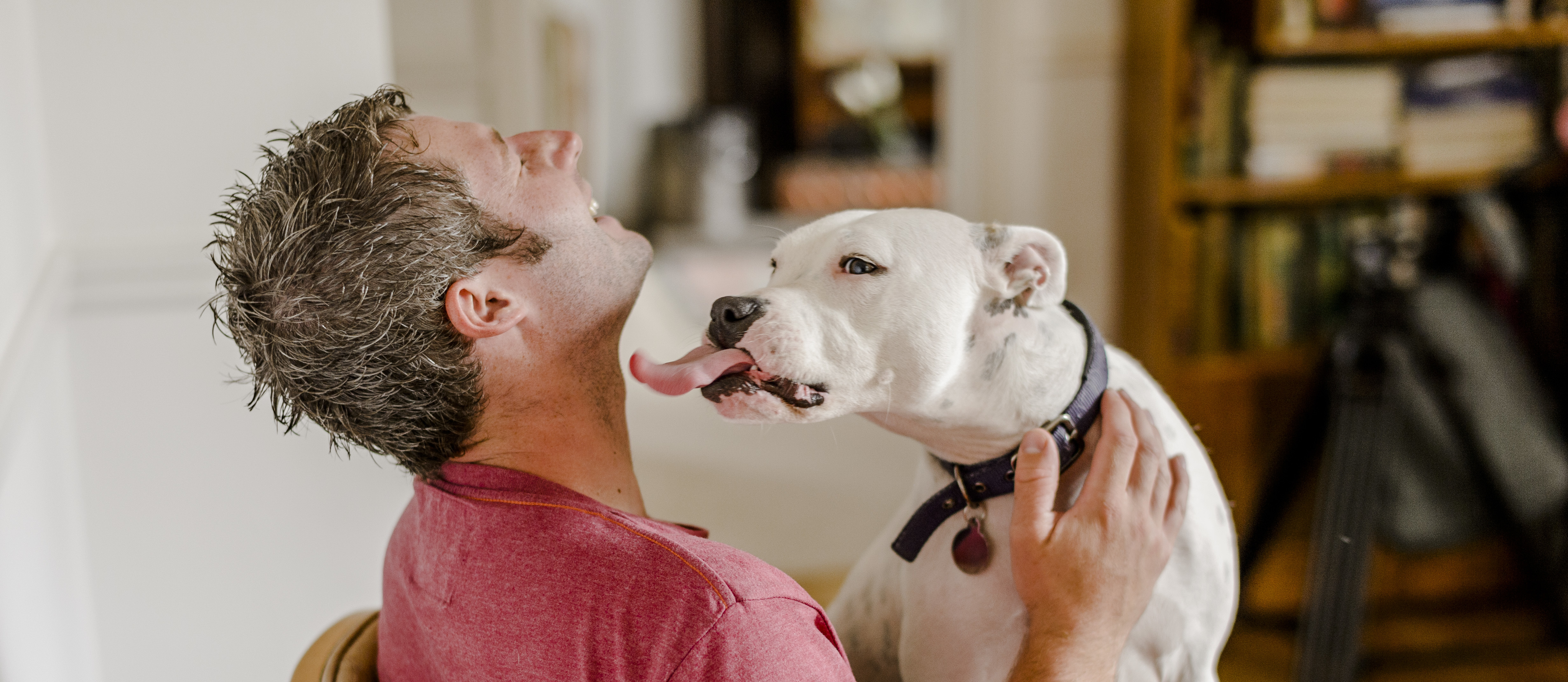 Staffie Elsa licks her owner's face