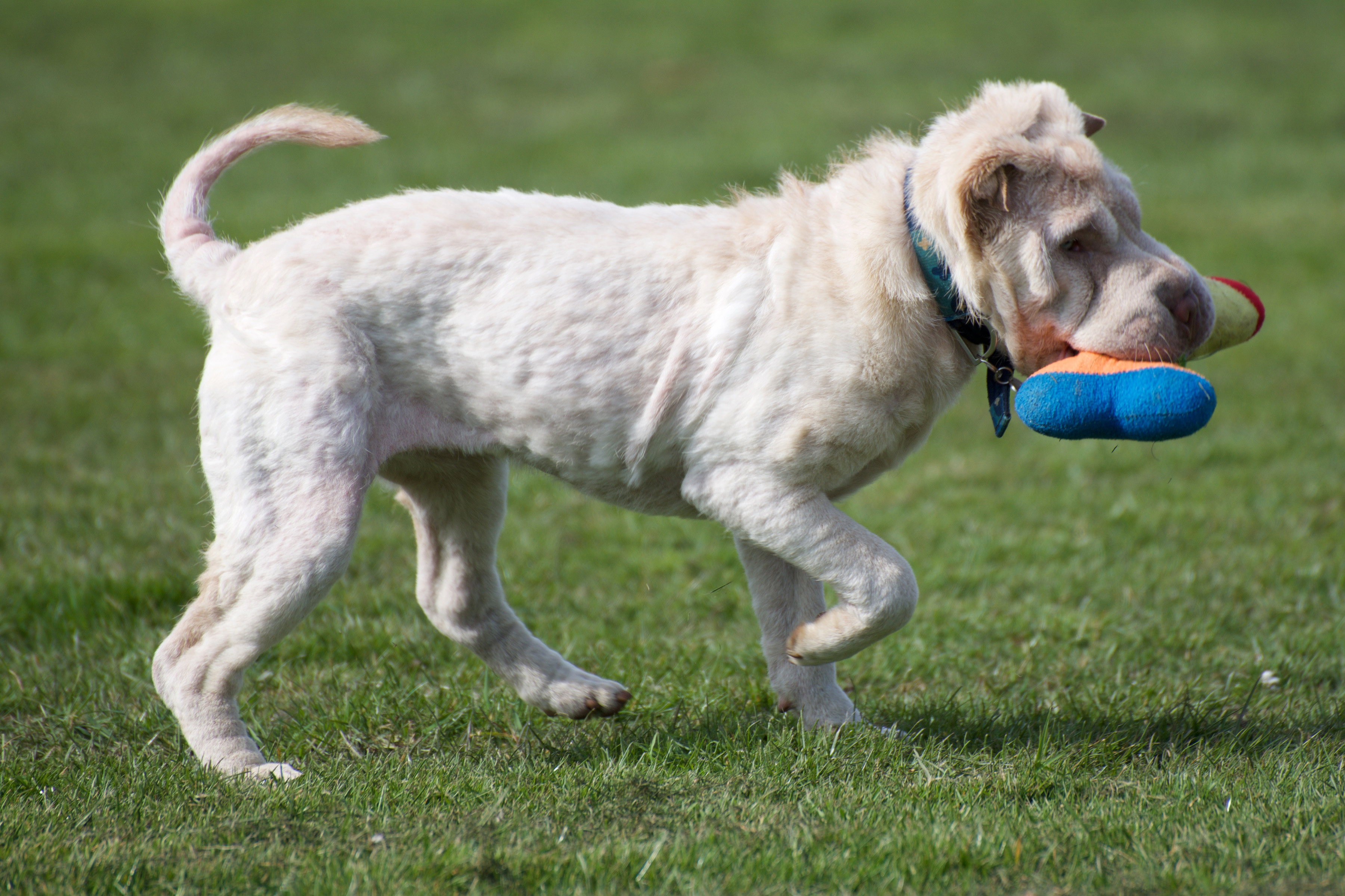 Photo of dog Eve running happily around Thirsk rehoming centre garden with a toy