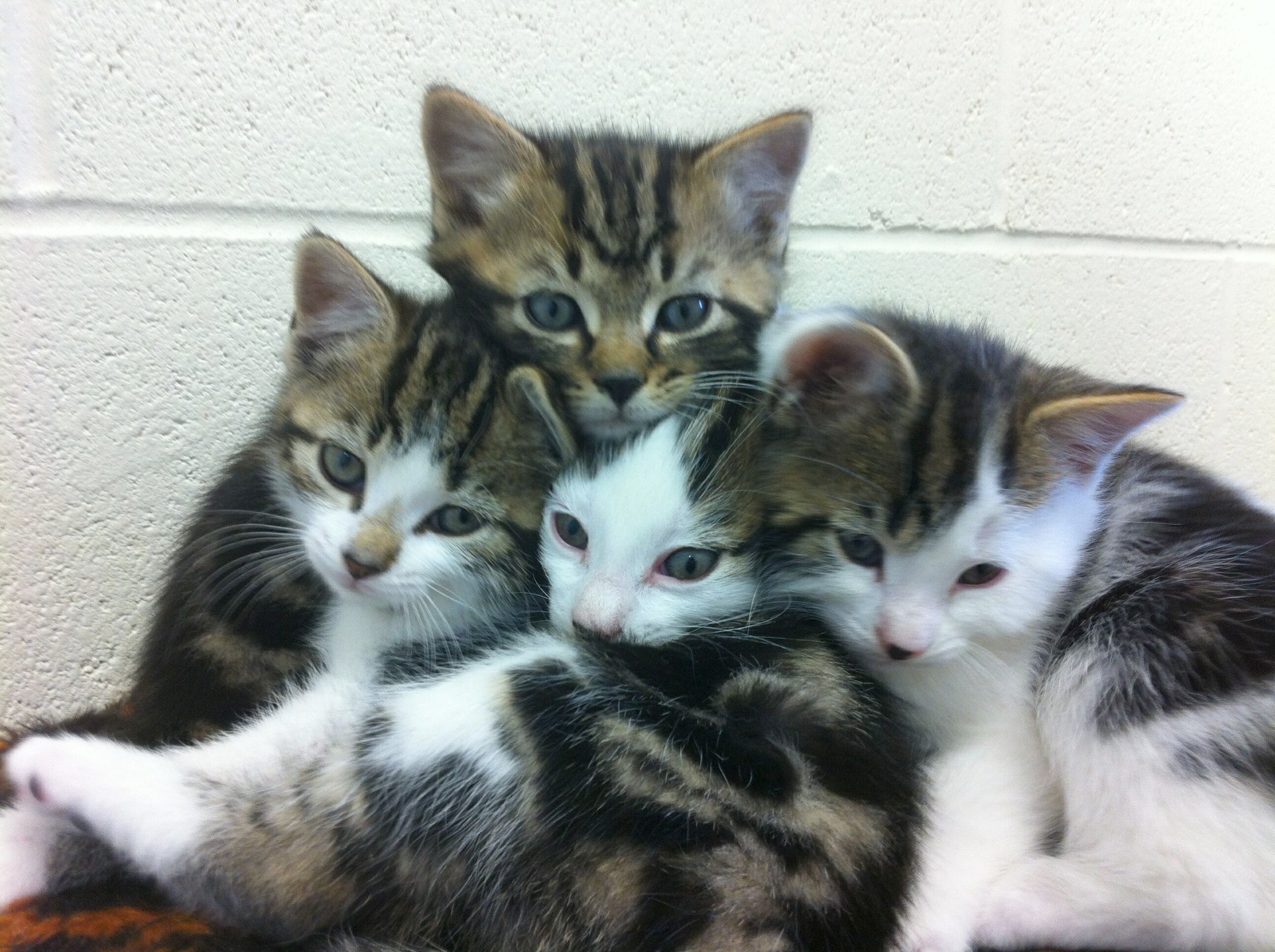 Photo of cute kittens Lewis, Valterri, Kimi and Nico all cuddled up together