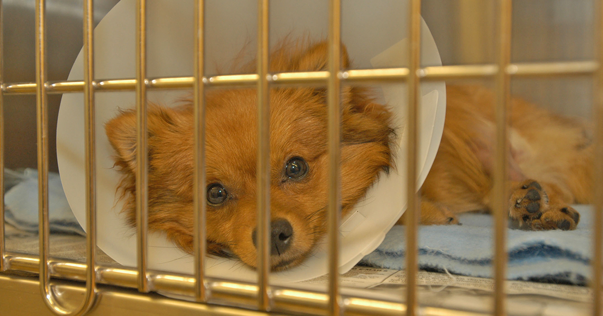 A pomeranian wears a buster collar in a crate