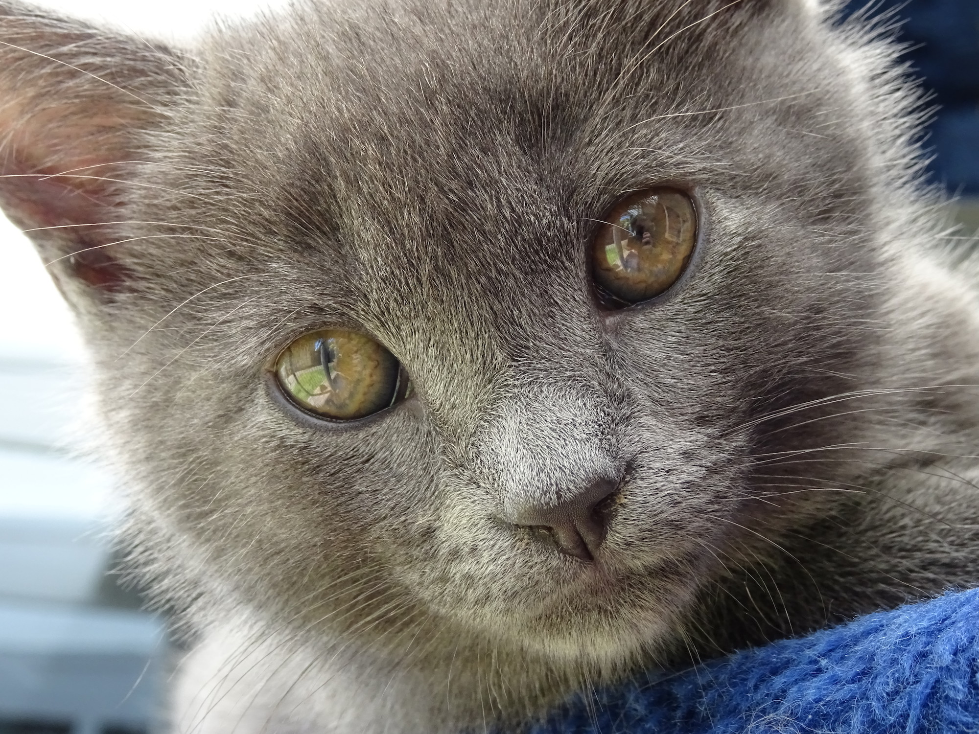 Tasha's kittens at Torbay rehoming centre