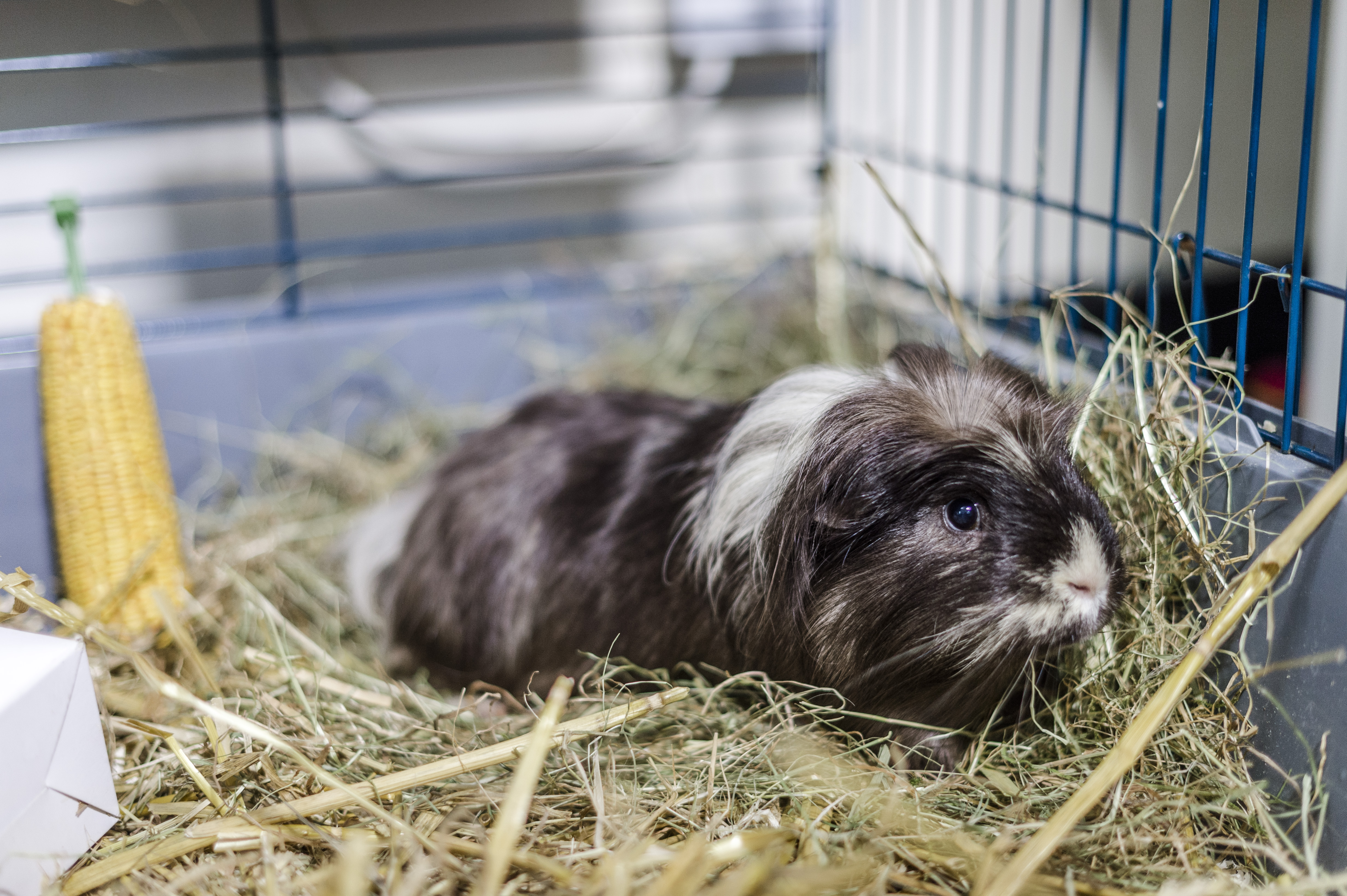 A cute guinea pig snuggles down in an indoor hutch