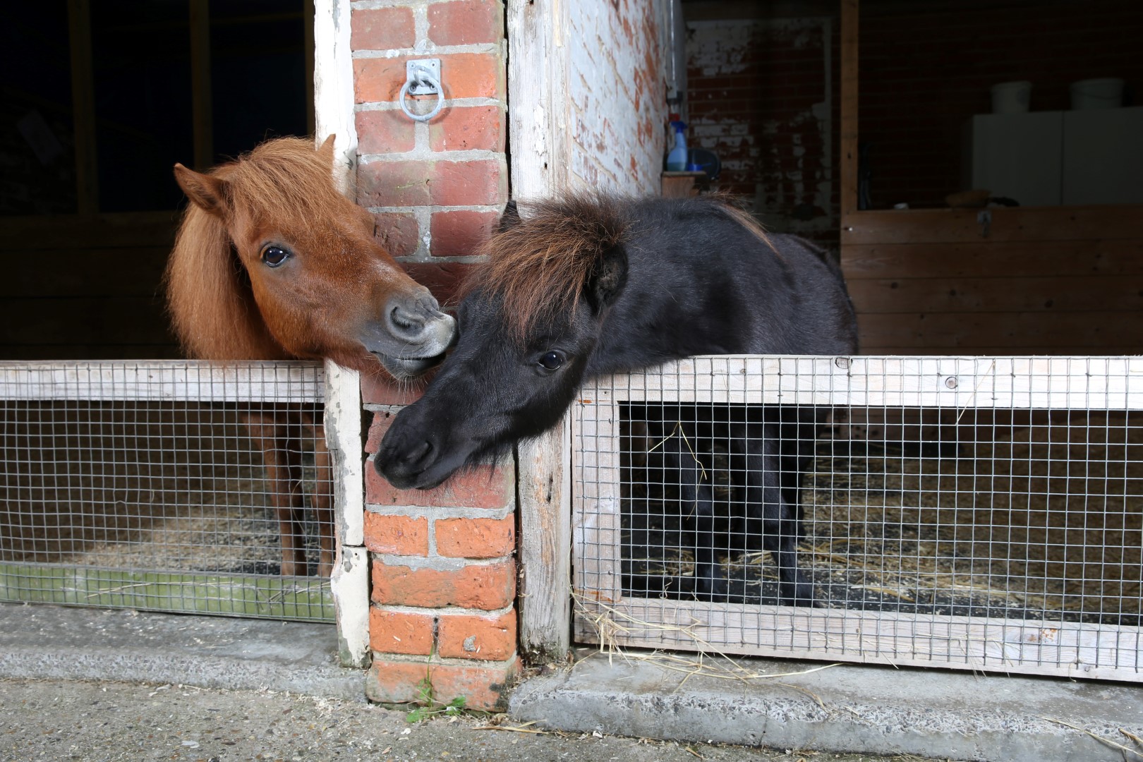Gary greets pal Zebby in stable next door