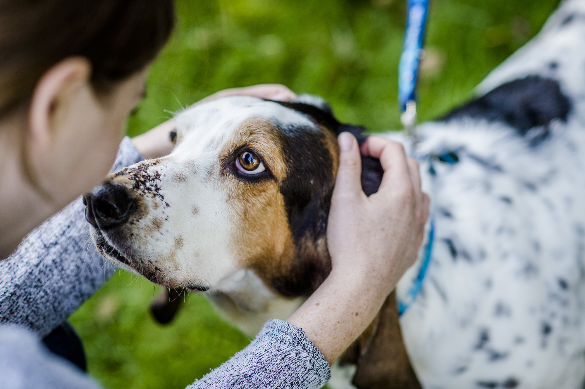 why do puppies stomachs bloat after eating