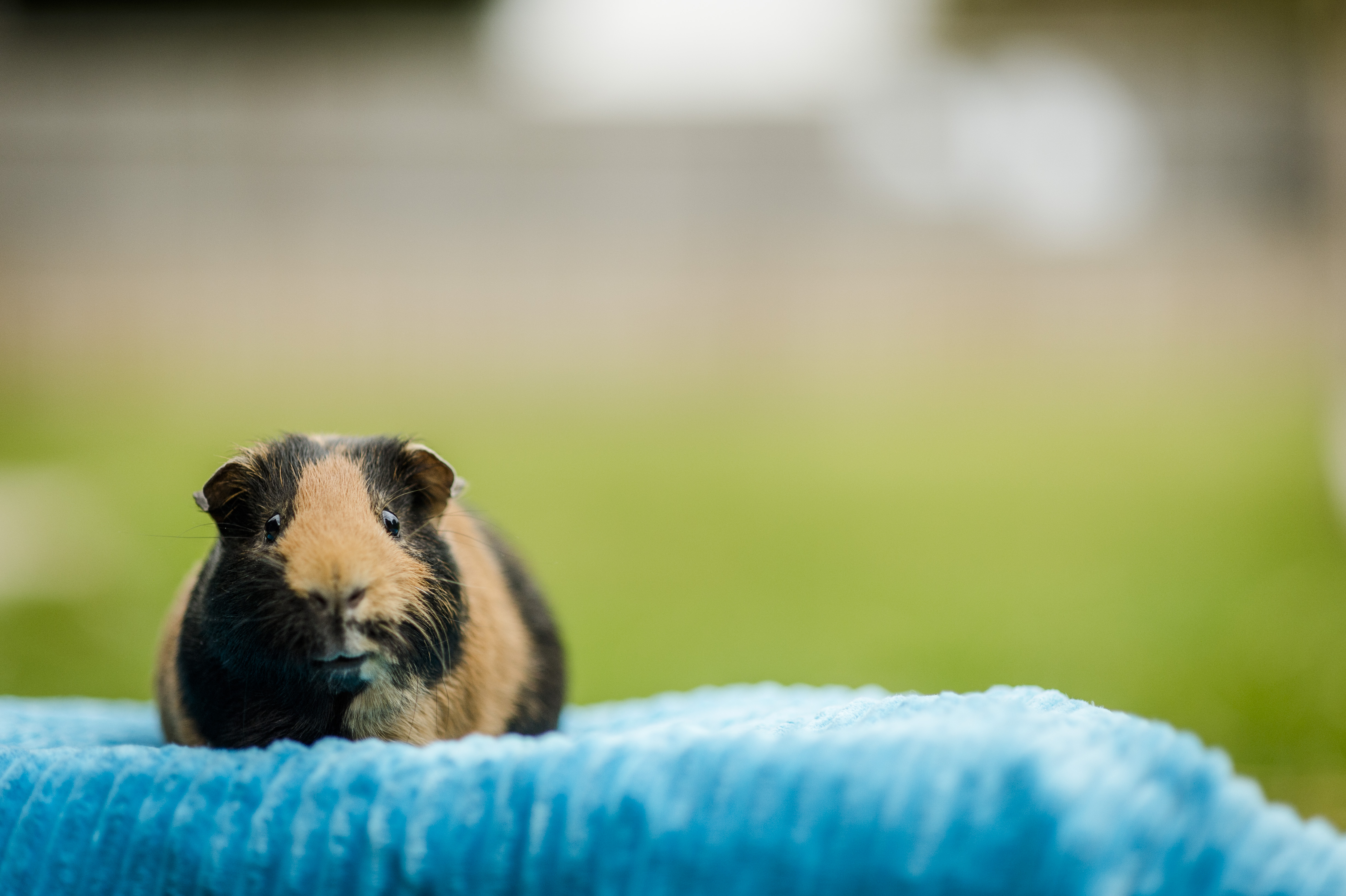 Photo of Tigger the guinea pig at Burford