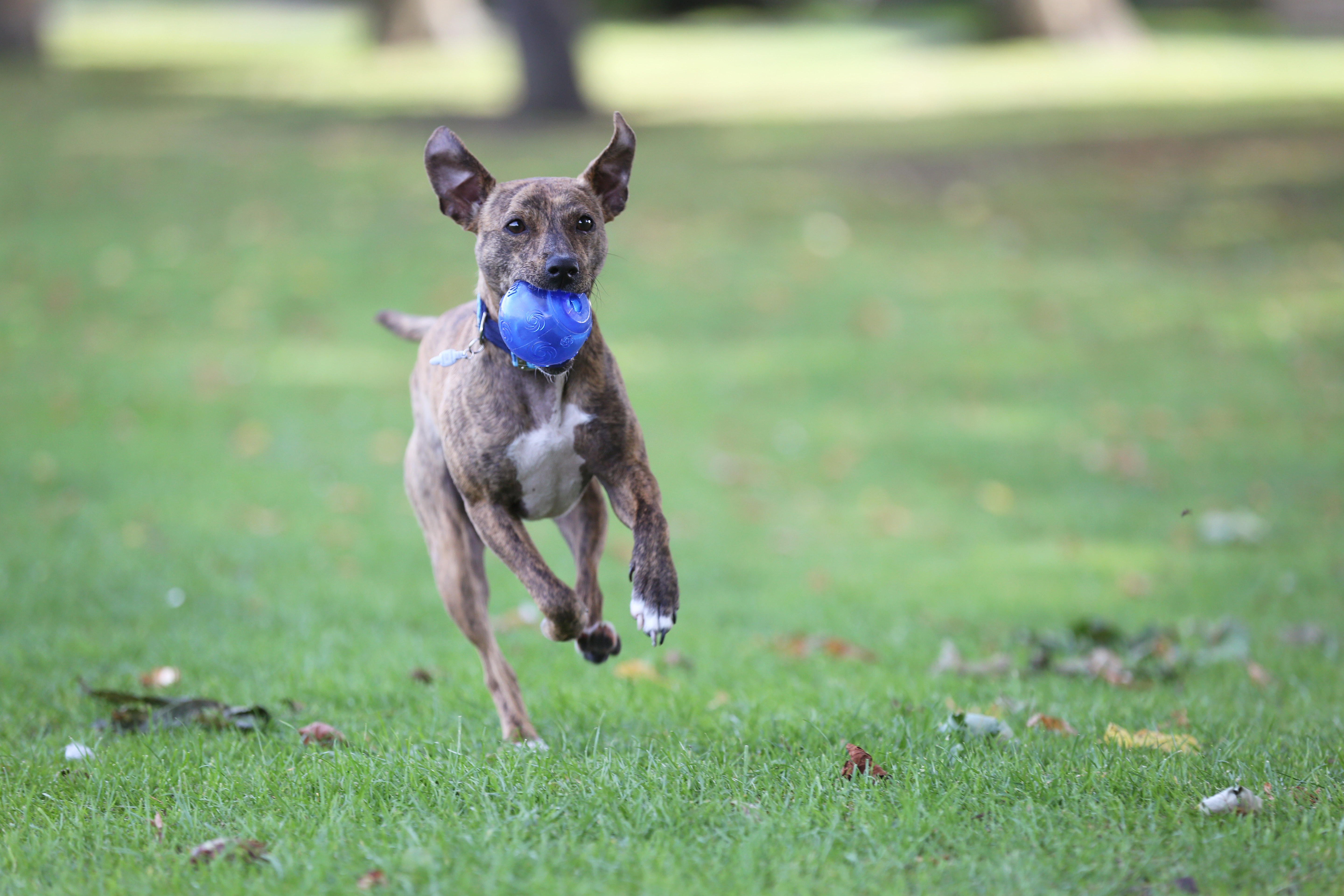 Ball in mouth