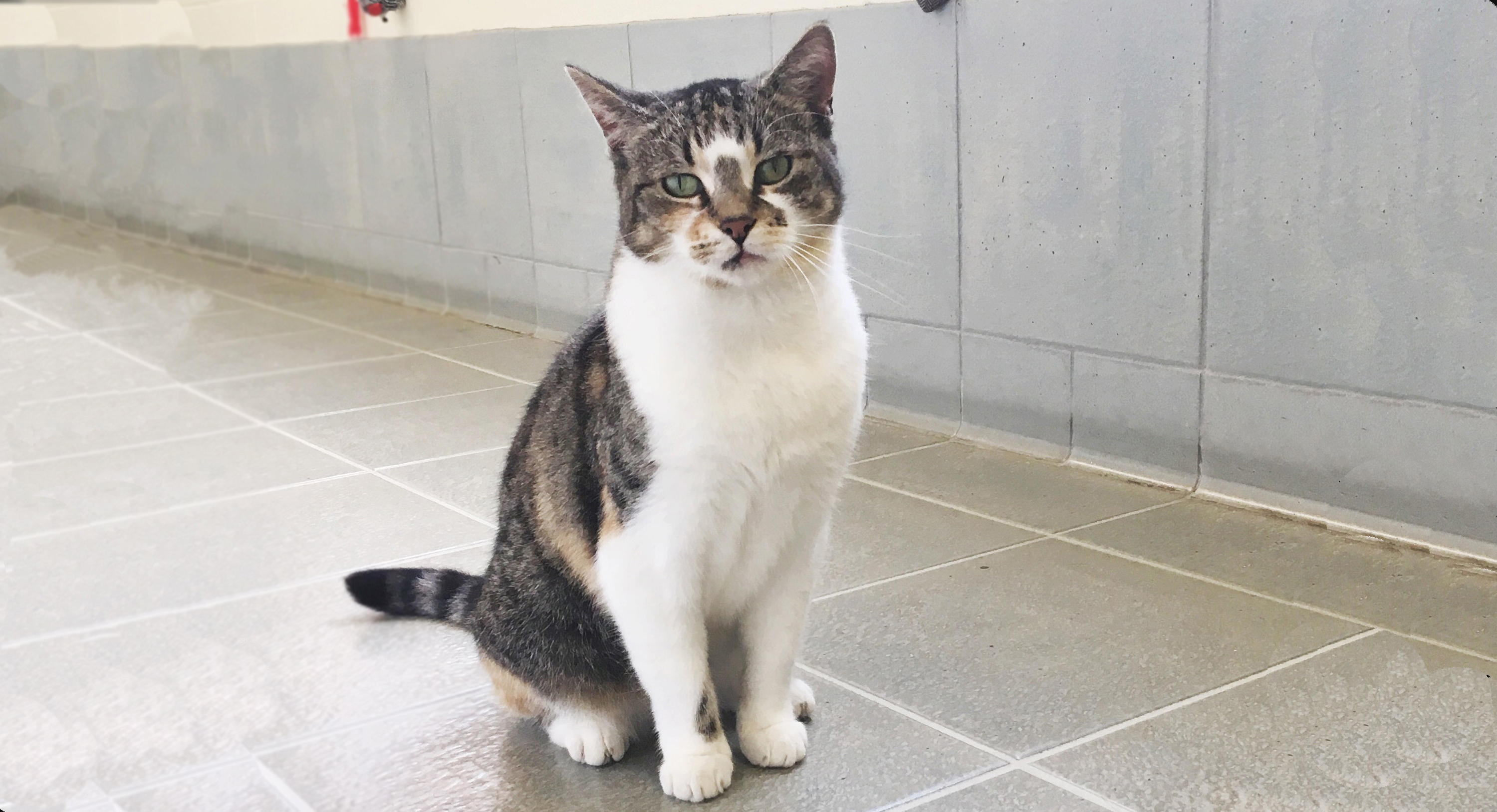 Incy sitting down looking to camera in the cattery corridor