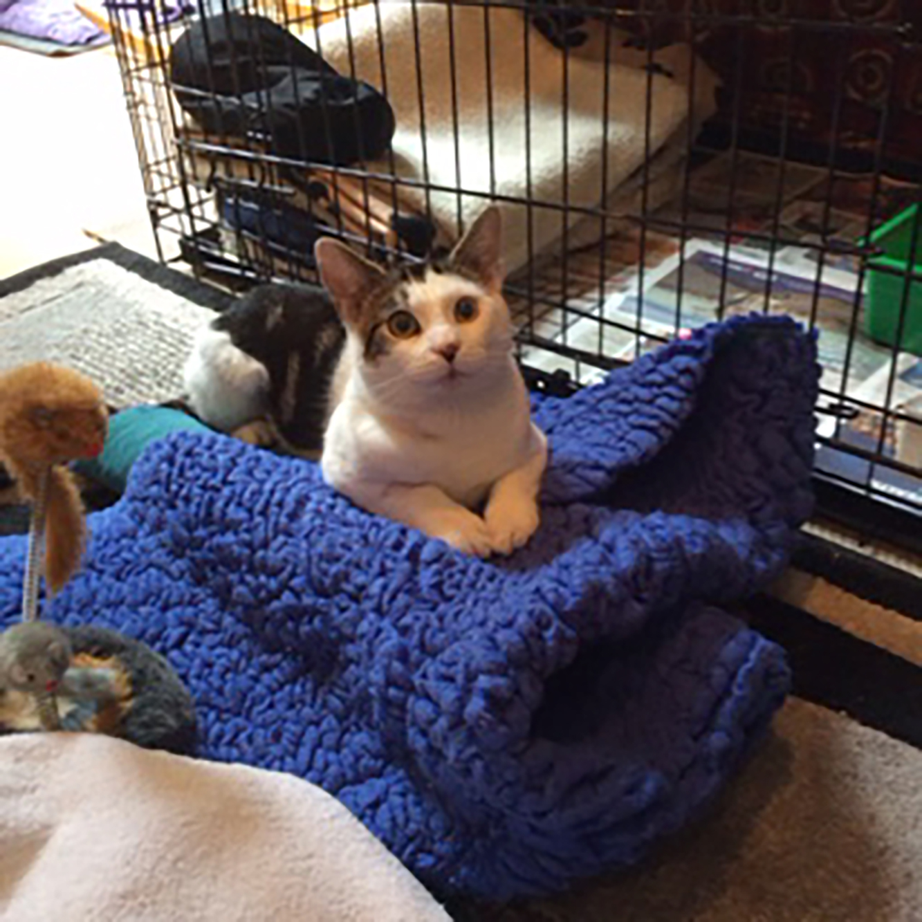 Cat jimmy sits on a comfy blanket