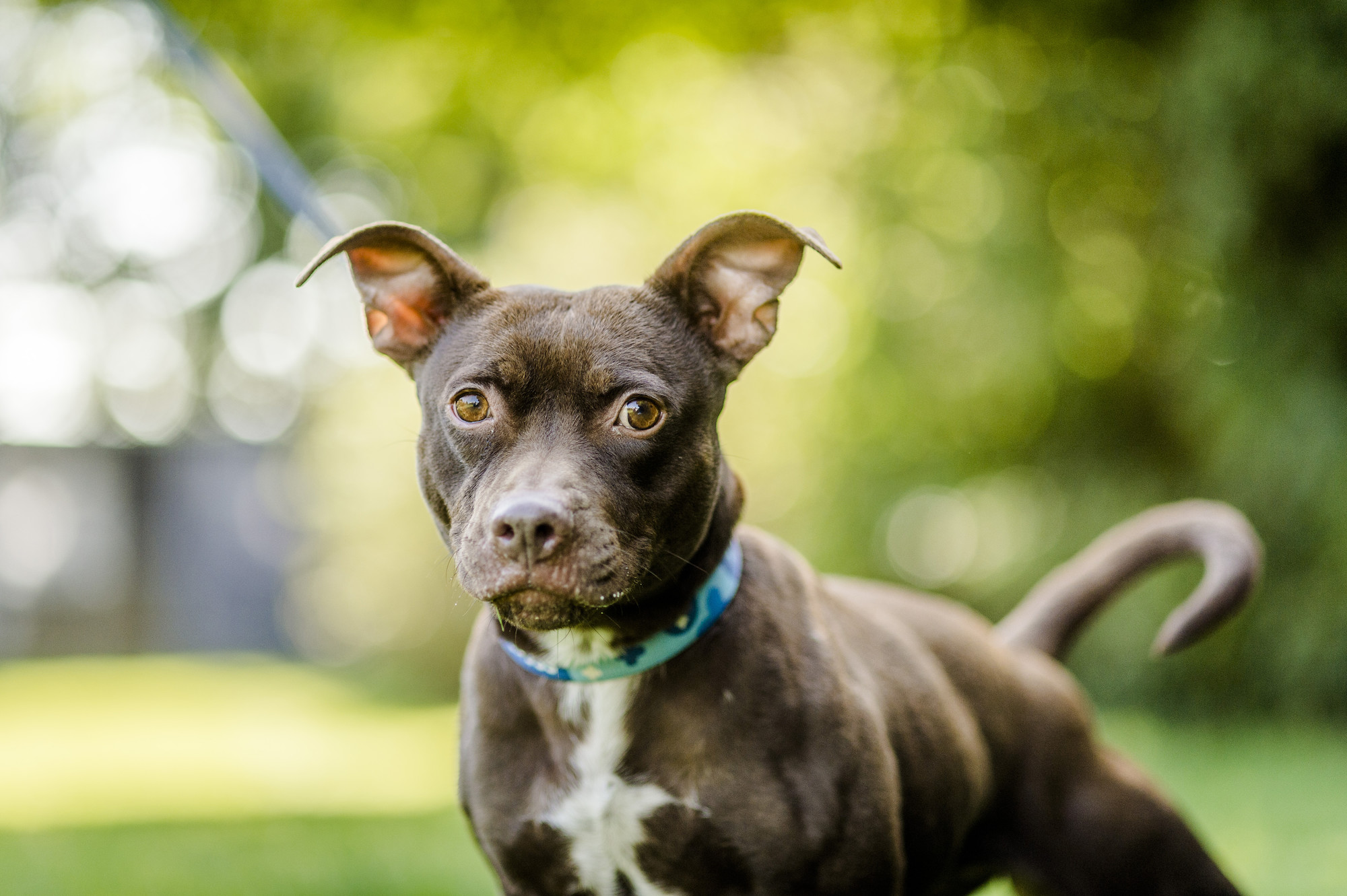 Kennel cough slice