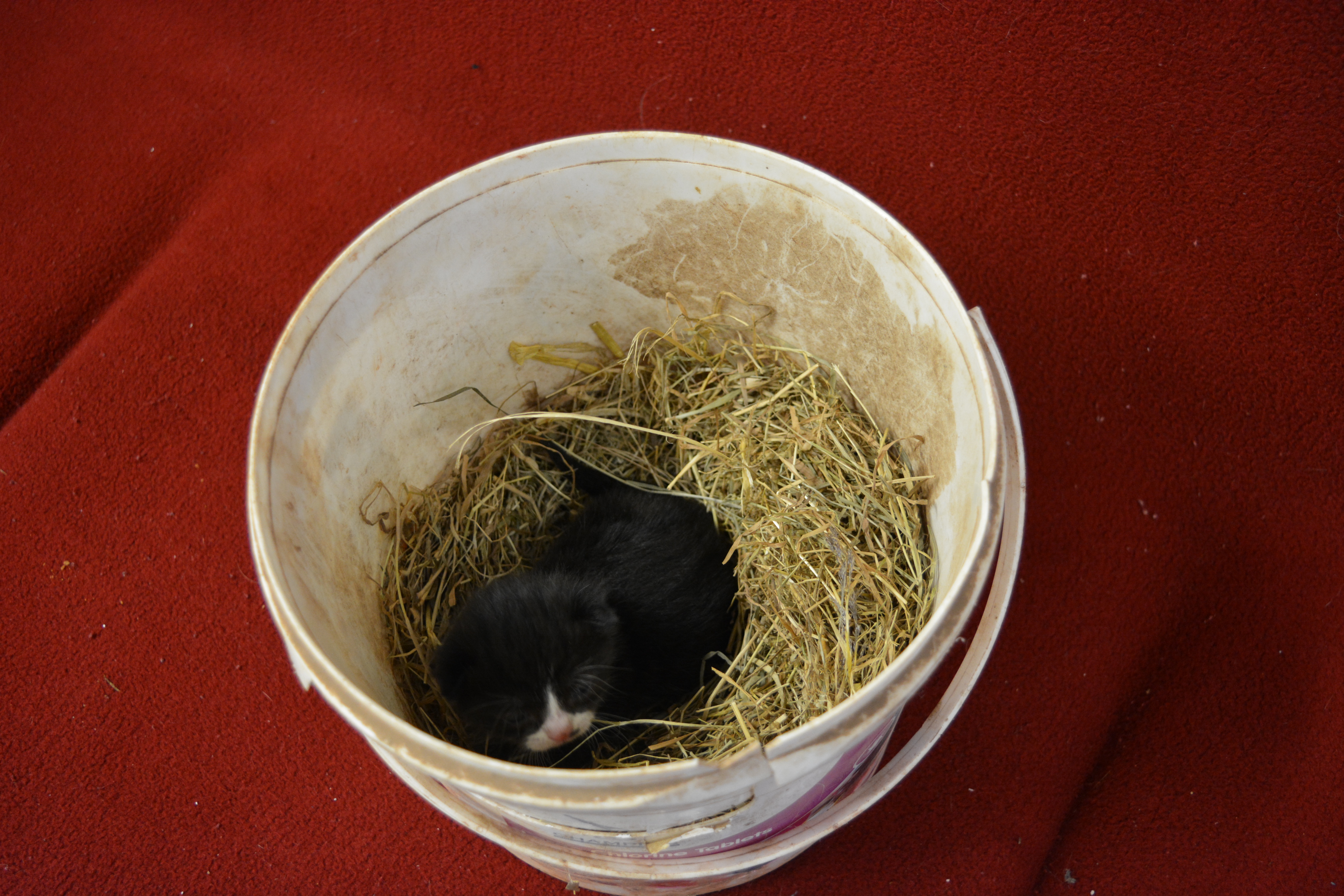 Photo of tiny kitten Squirrel arriving at our Torbay rehoming centre in a bucket