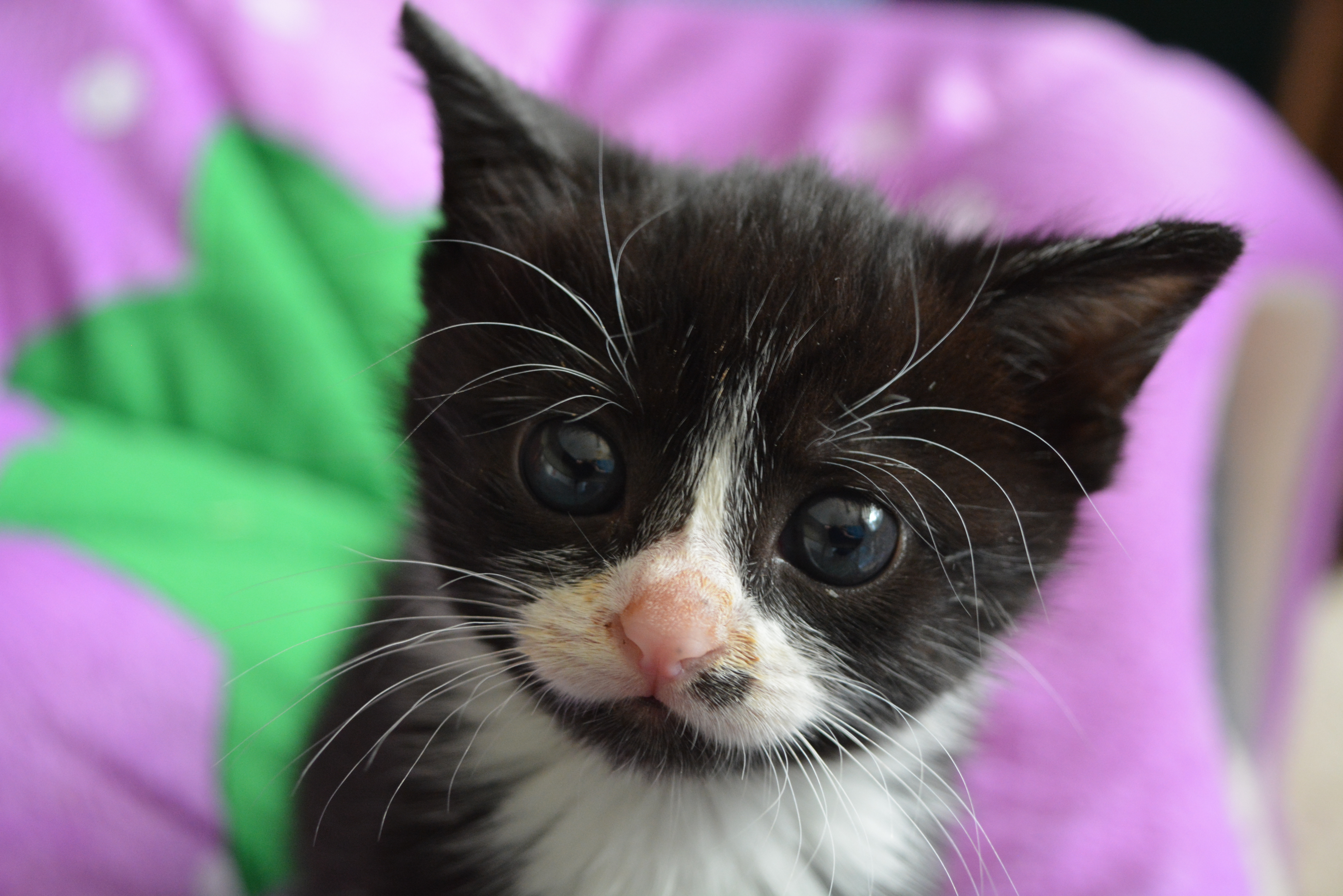 Photo of kitten Squirrel with food all around her chops