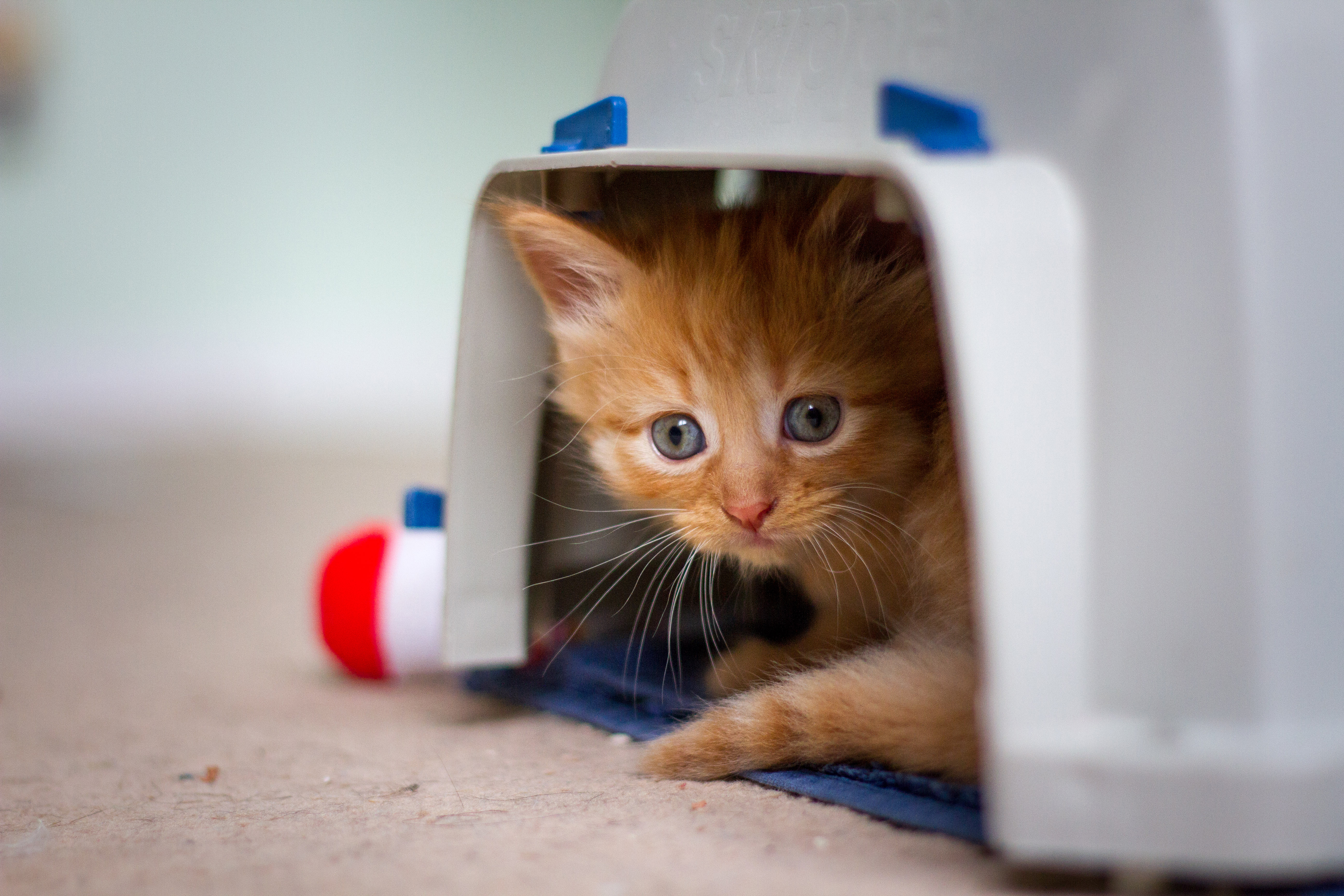 A ginger kitten snuggles up in bed